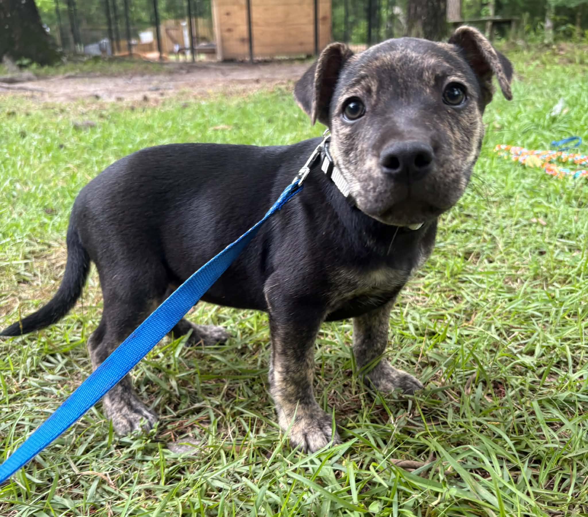 Enlarge Wallen, a ADOPTABLE Mixed Breed in Billerica, MA image 3/3