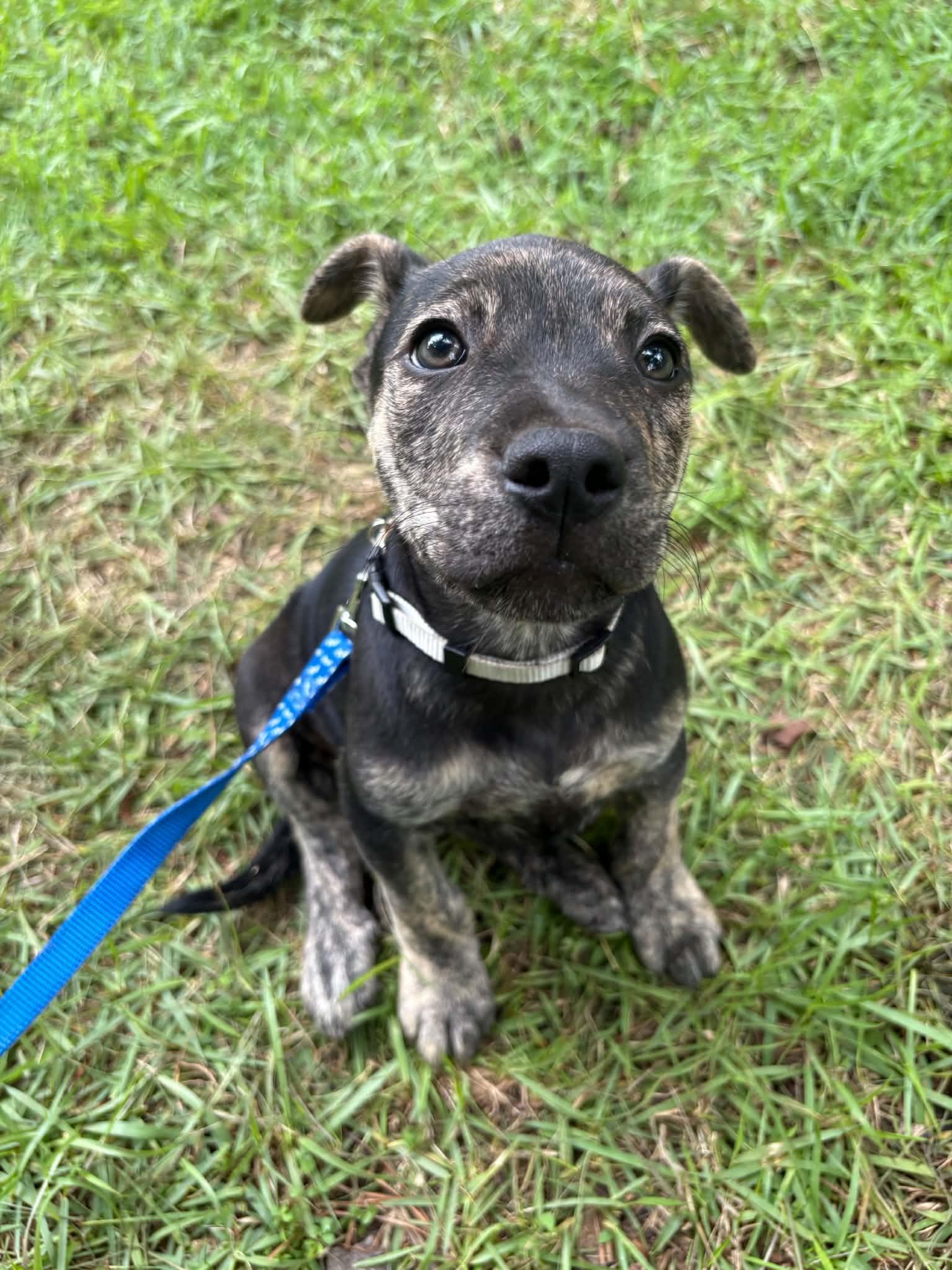 Enlarge Wallen, a ADOPTABLE Mixed Breed in Billerica, MA image 1/3