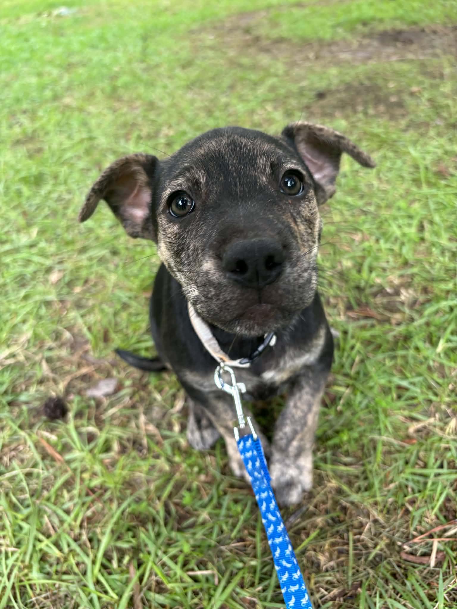 Enlarge Wallen, a ADOPTABLE Mixed Breed in Billerica, MA image 2/3