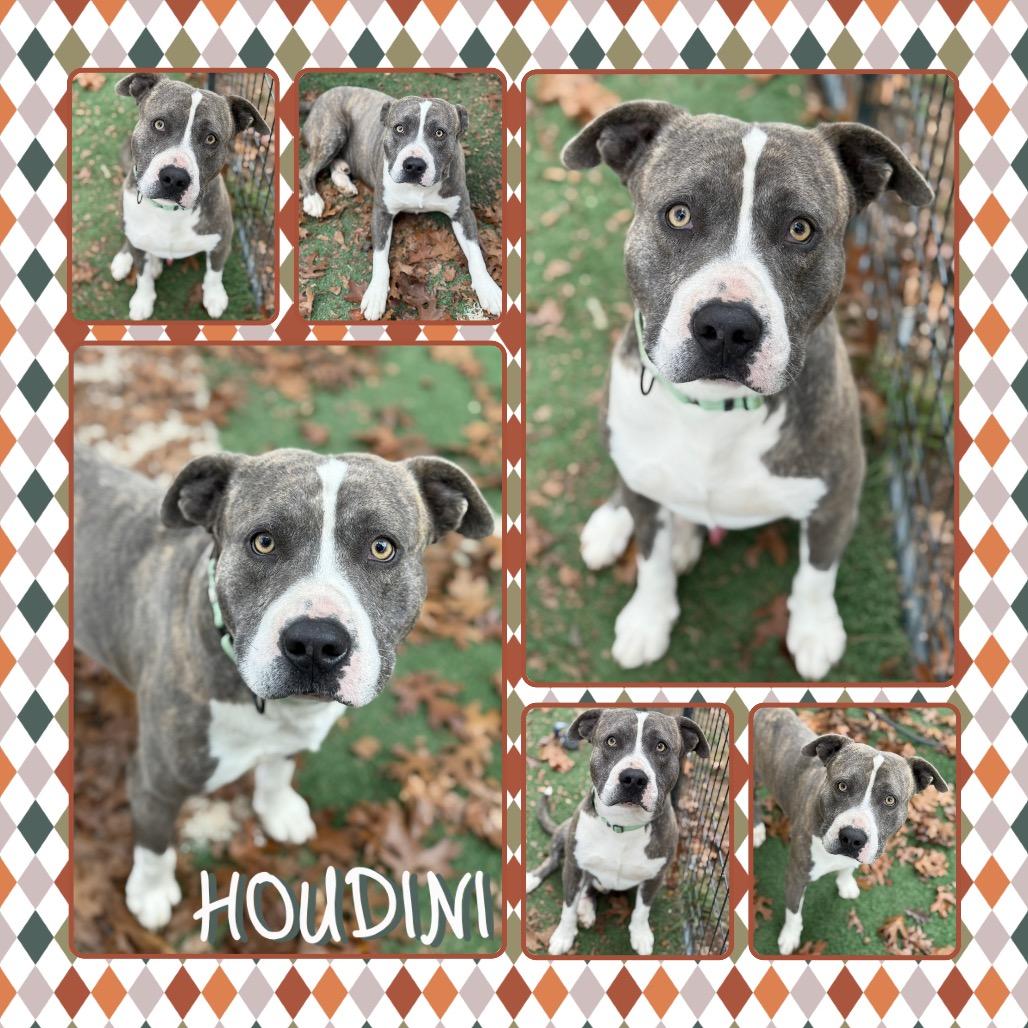 Houdini, Adoptable, Adult Male Pit Bull Terrier.