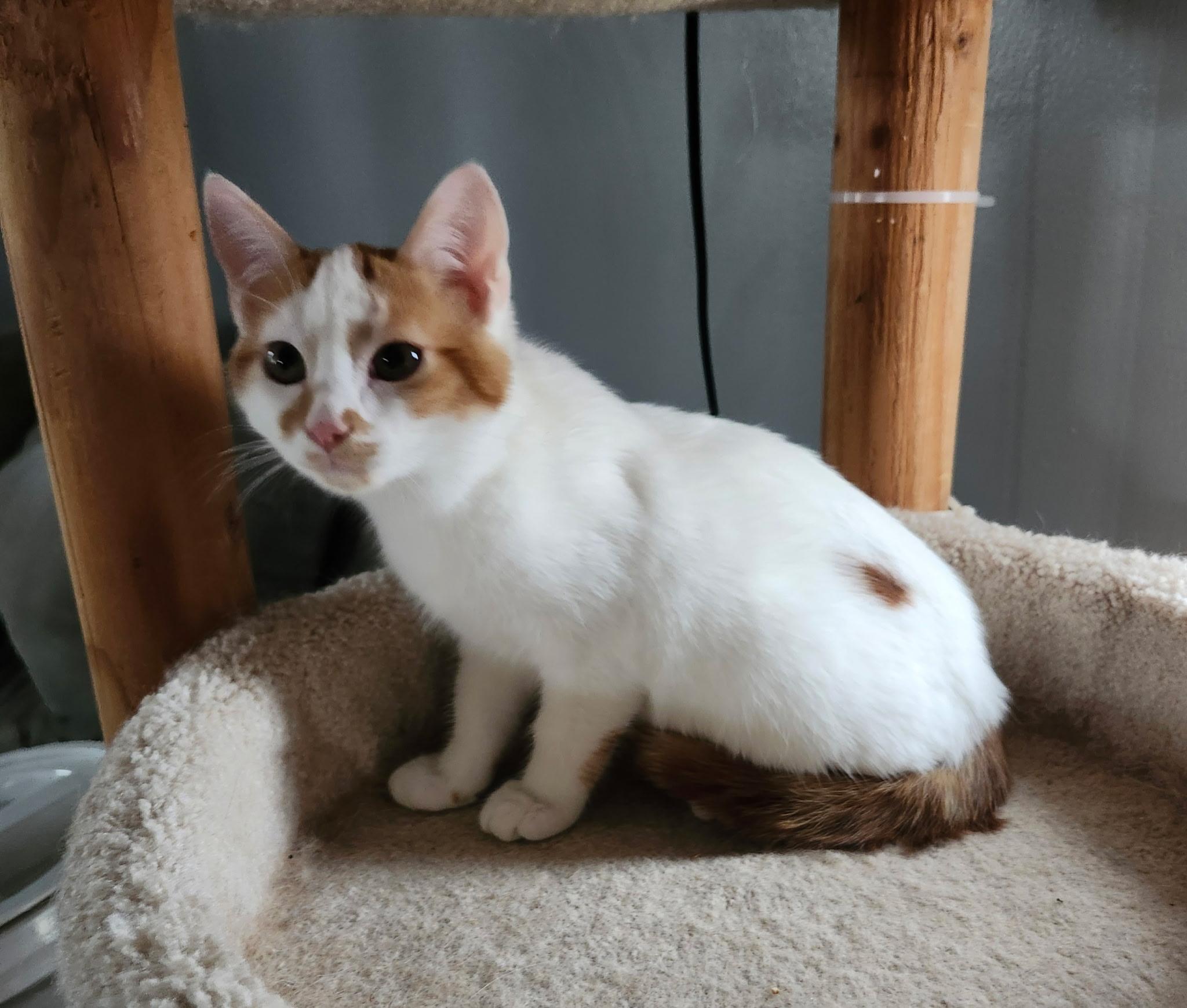 Enlarge Gunther, an adopted Domestic Short Hair in Renfrew, PA image 3/3