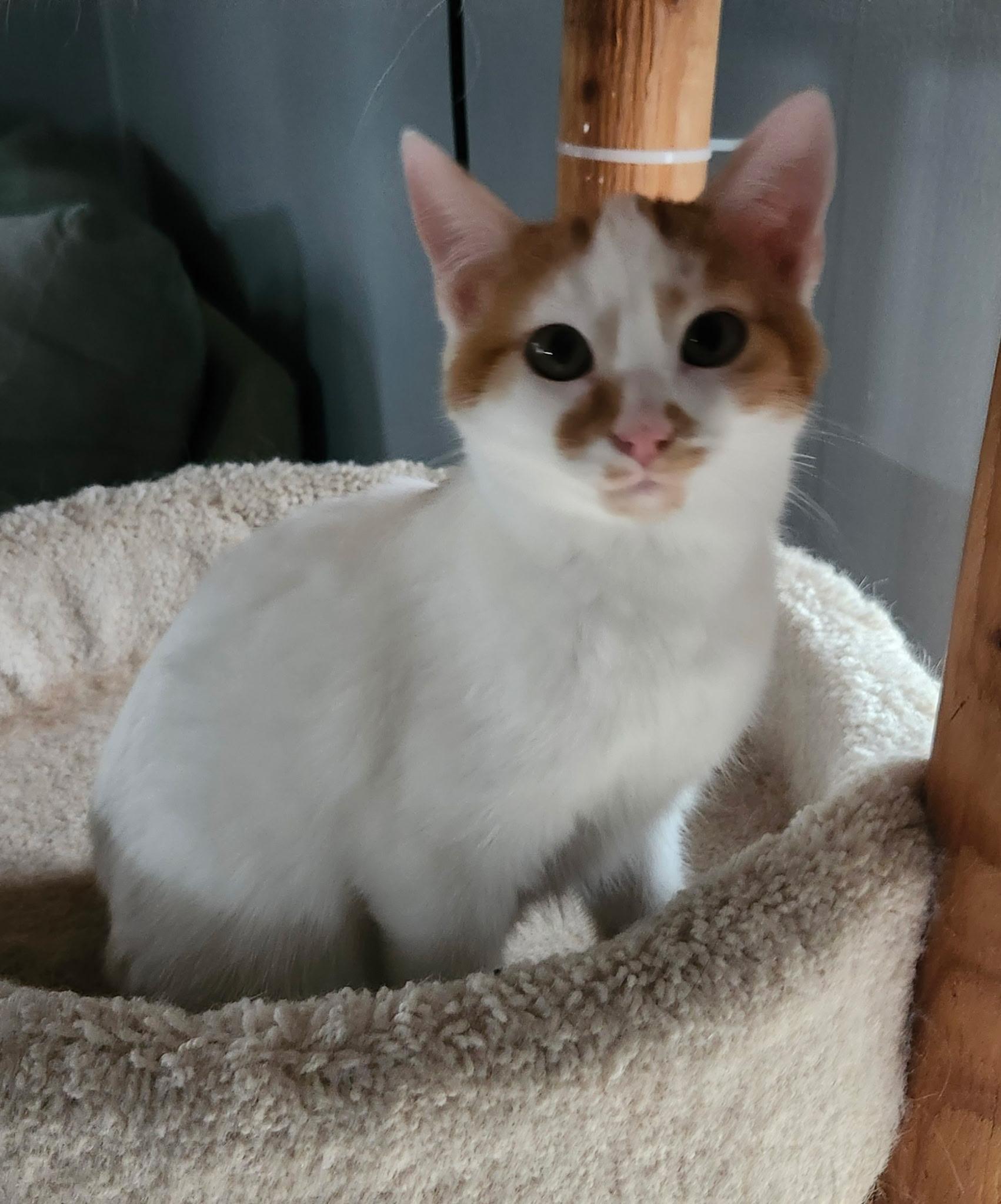 Gunther, adopted, Young Male Domestic Short Hair.