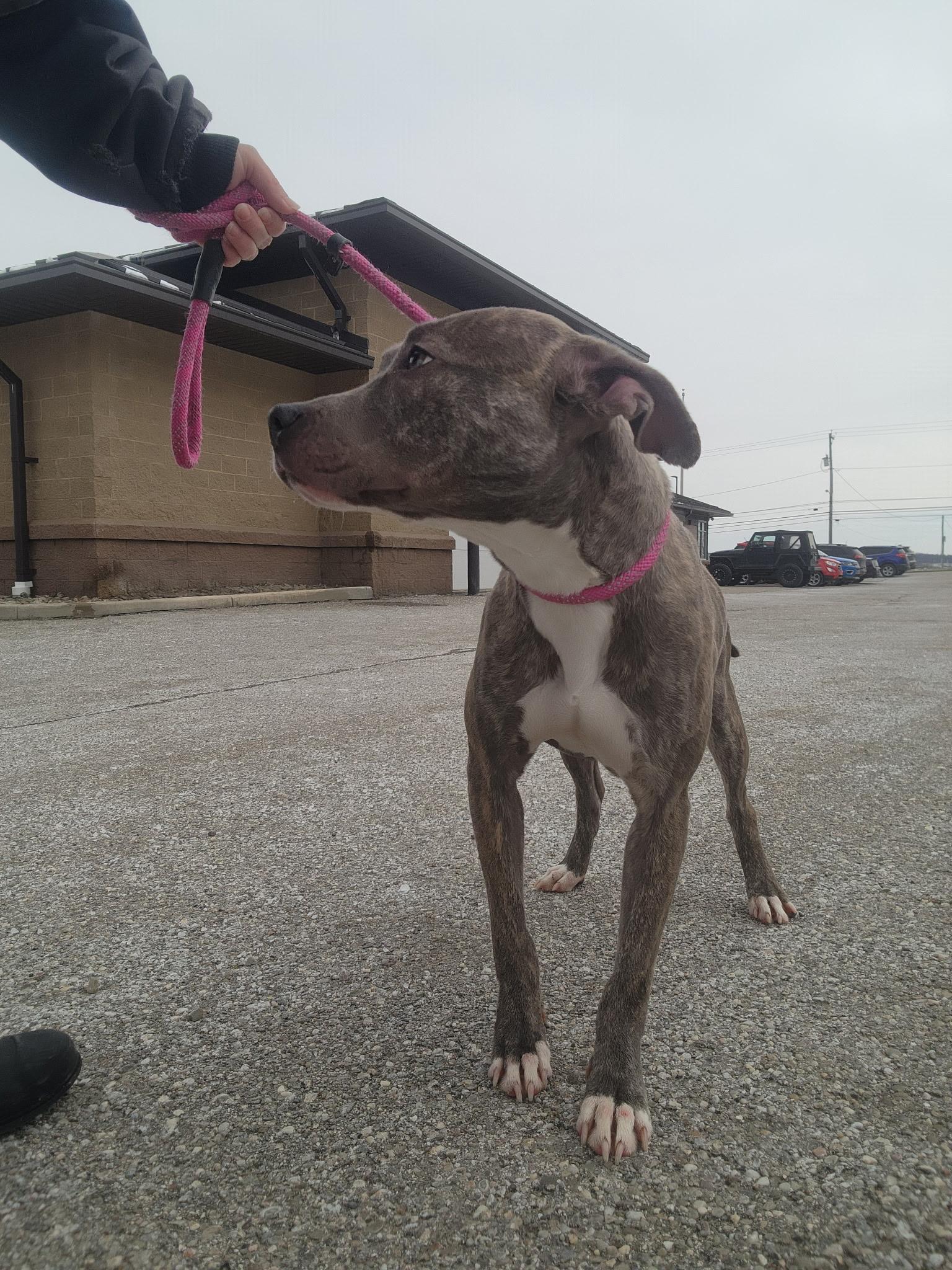 Helen, a ADOPTABLE mixed breed in Youngstown, OH image 3/5