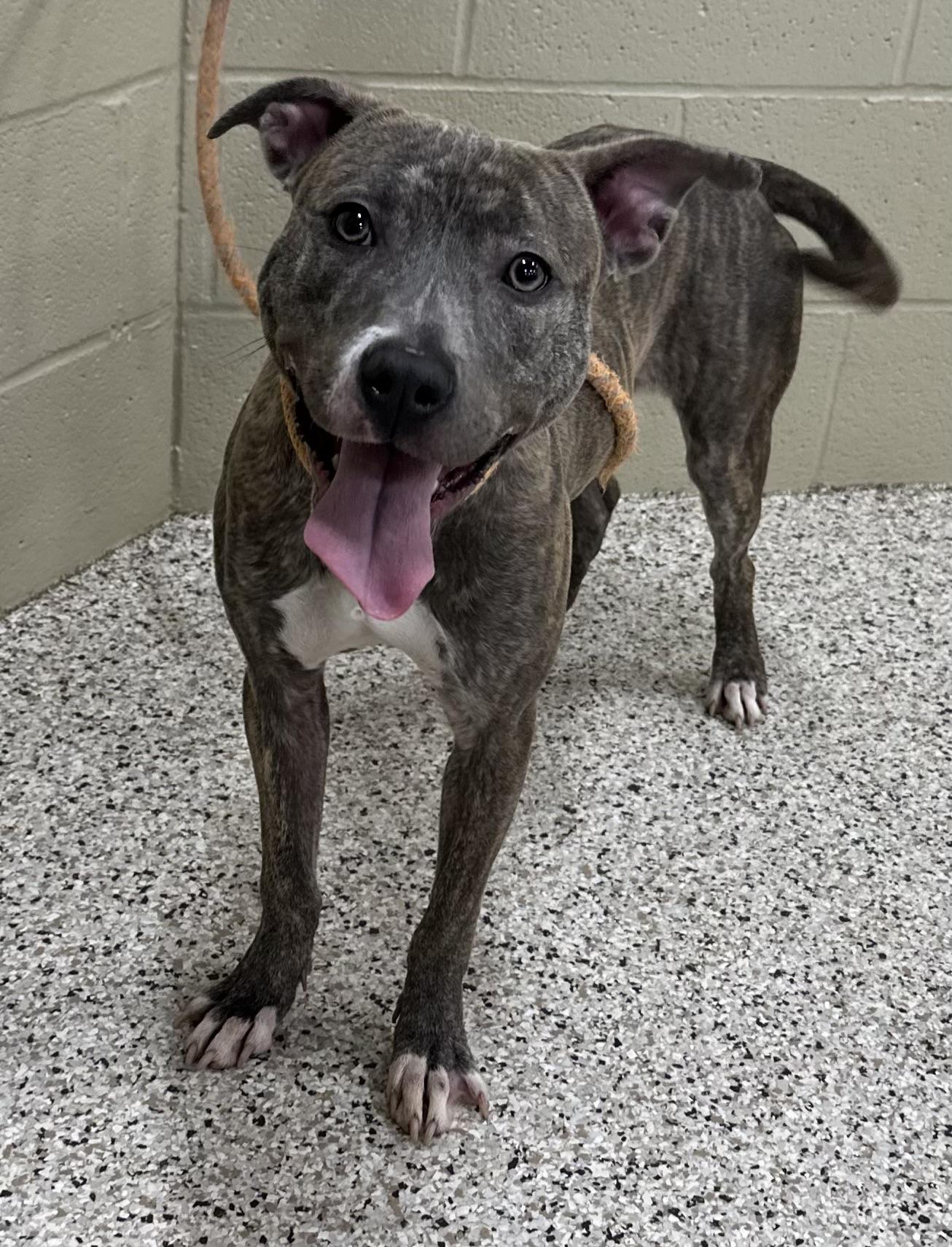 Helen, a ADOPTABLE mixed breed in Youngstown, OH image 2/5