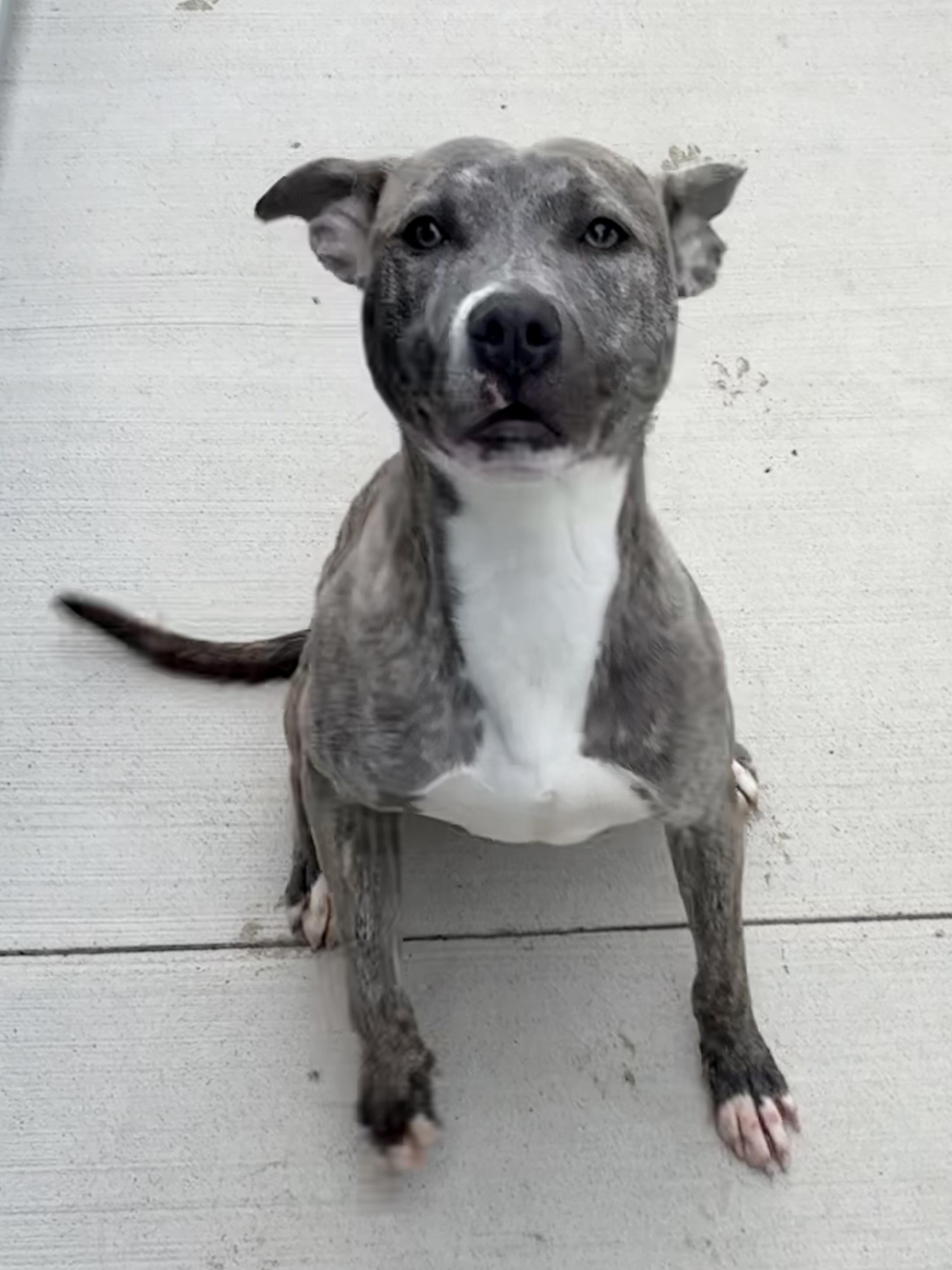 Helen, ADOPTABLE, Adult Female Pit Bull Terrier.