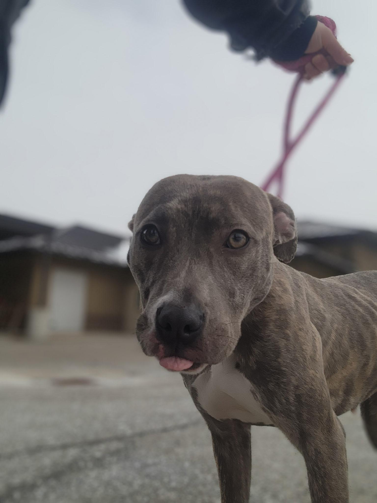 Helen, a ADOPTABLE mixed breed in Youngstown, OH image 5/5
