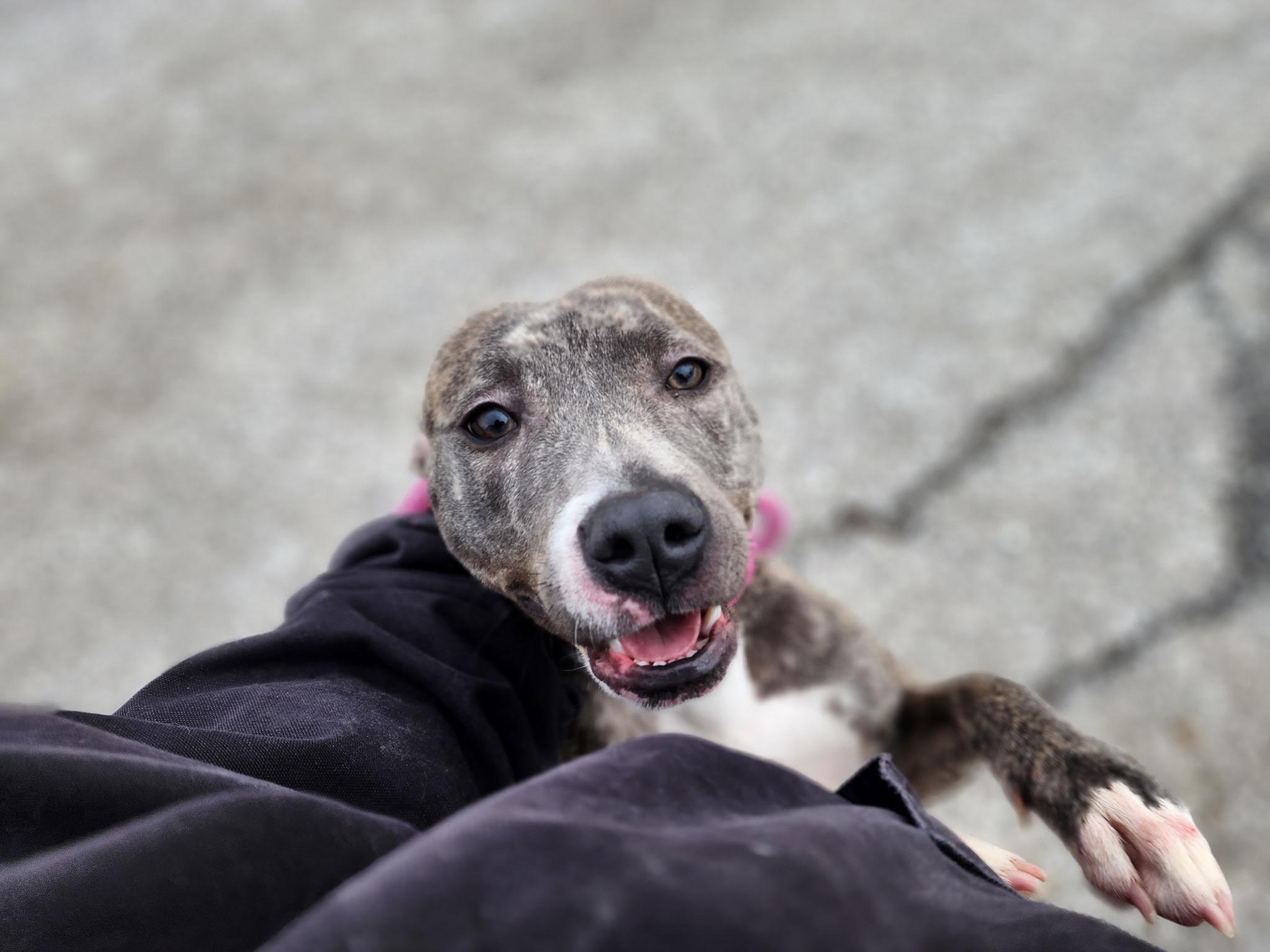 Helen, a ADOPTABLE mixed breed in Youngstown, OH image 4/5