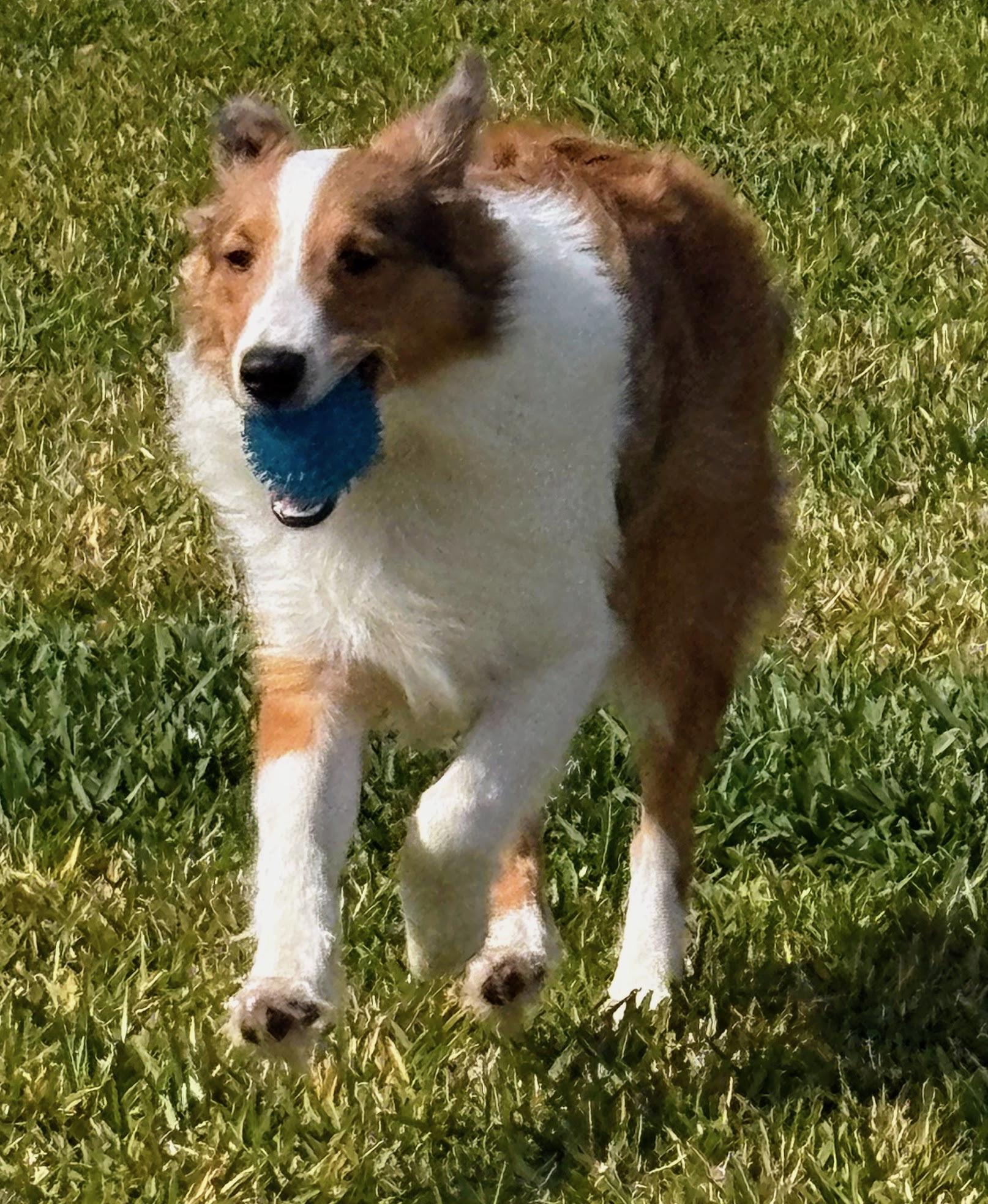 Enlarge Snickers, a Adoptable Shetland Sheepdog / Sheltie in Palm Bay, FL image 2/4
