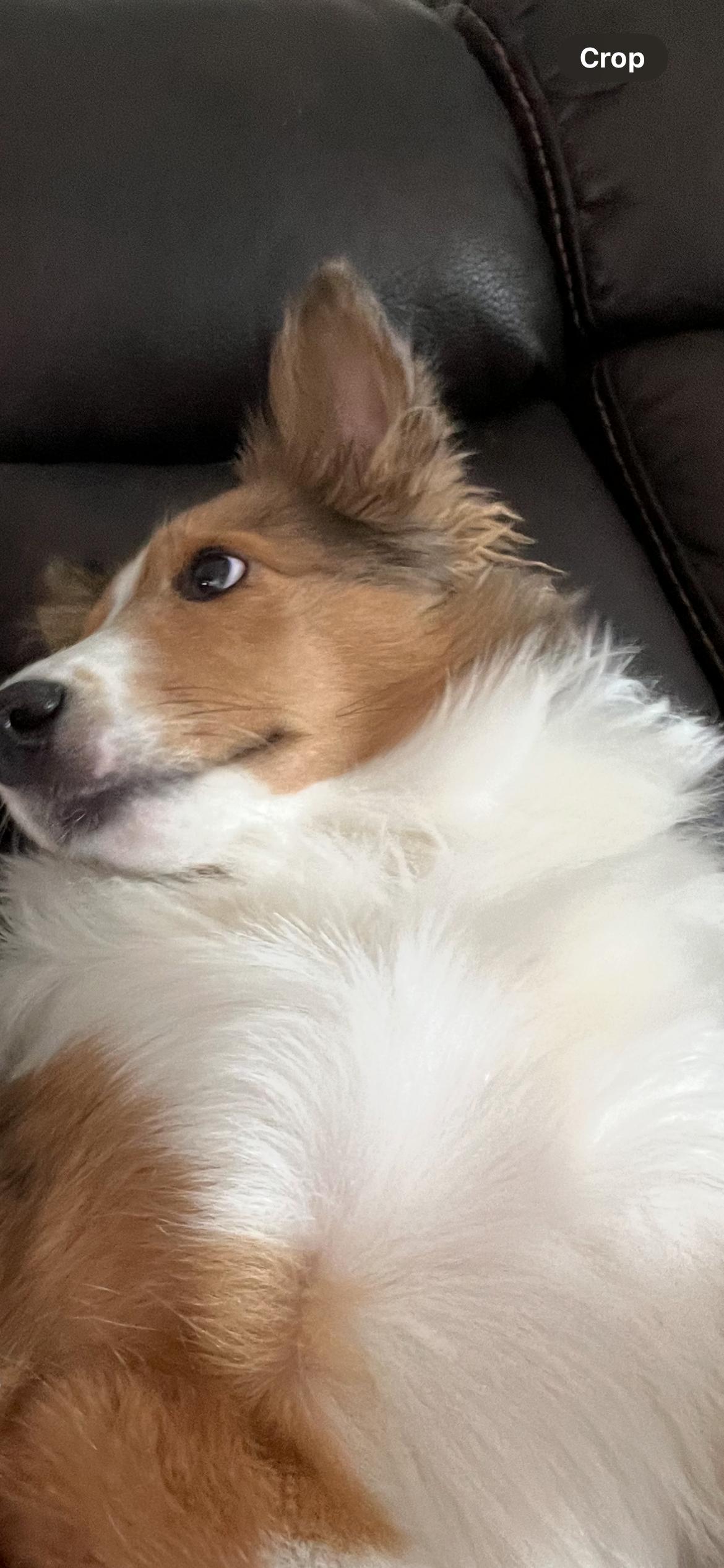 Enlarge Snickers, a Adoptable Shetland Sheepdog / Sheltie in Palm Bay, FL image 3/4