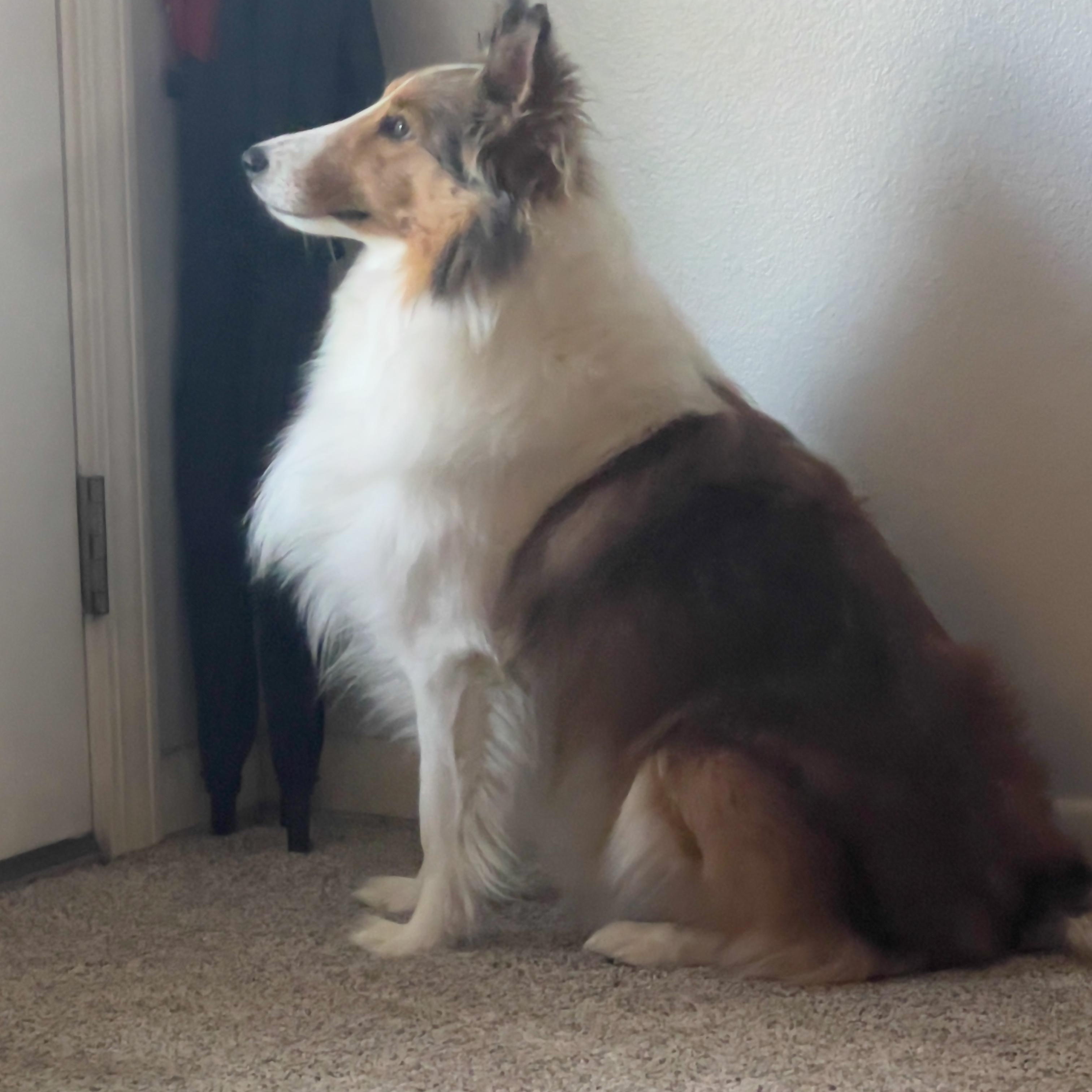 Snickers, Adoptable, Young Male Shetland Sheepdog / Sheltie.