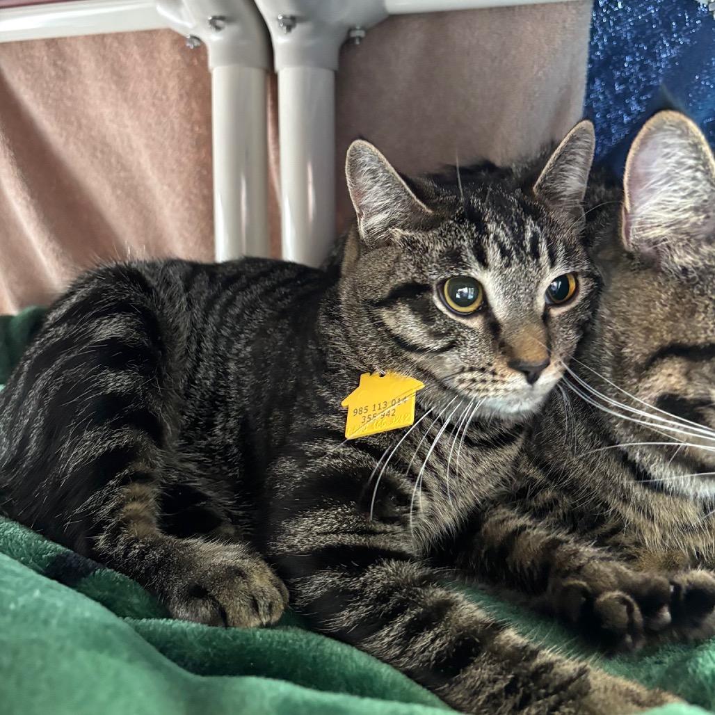 Kiki, Adoptable, Young Female Domestic Short Hair.