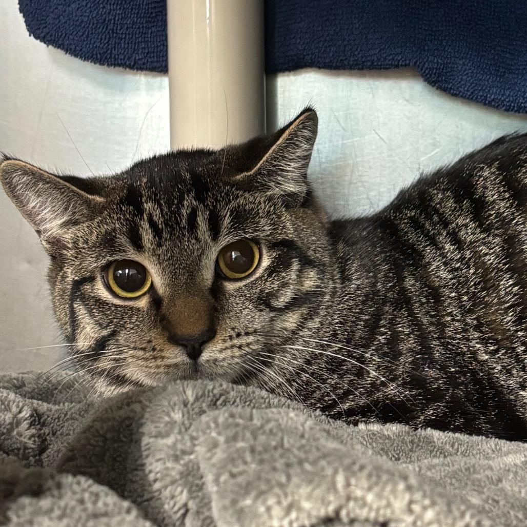 Enlarge Kiki, a Adoptable Domestic Short Hair in Springfield, MA image 2/2