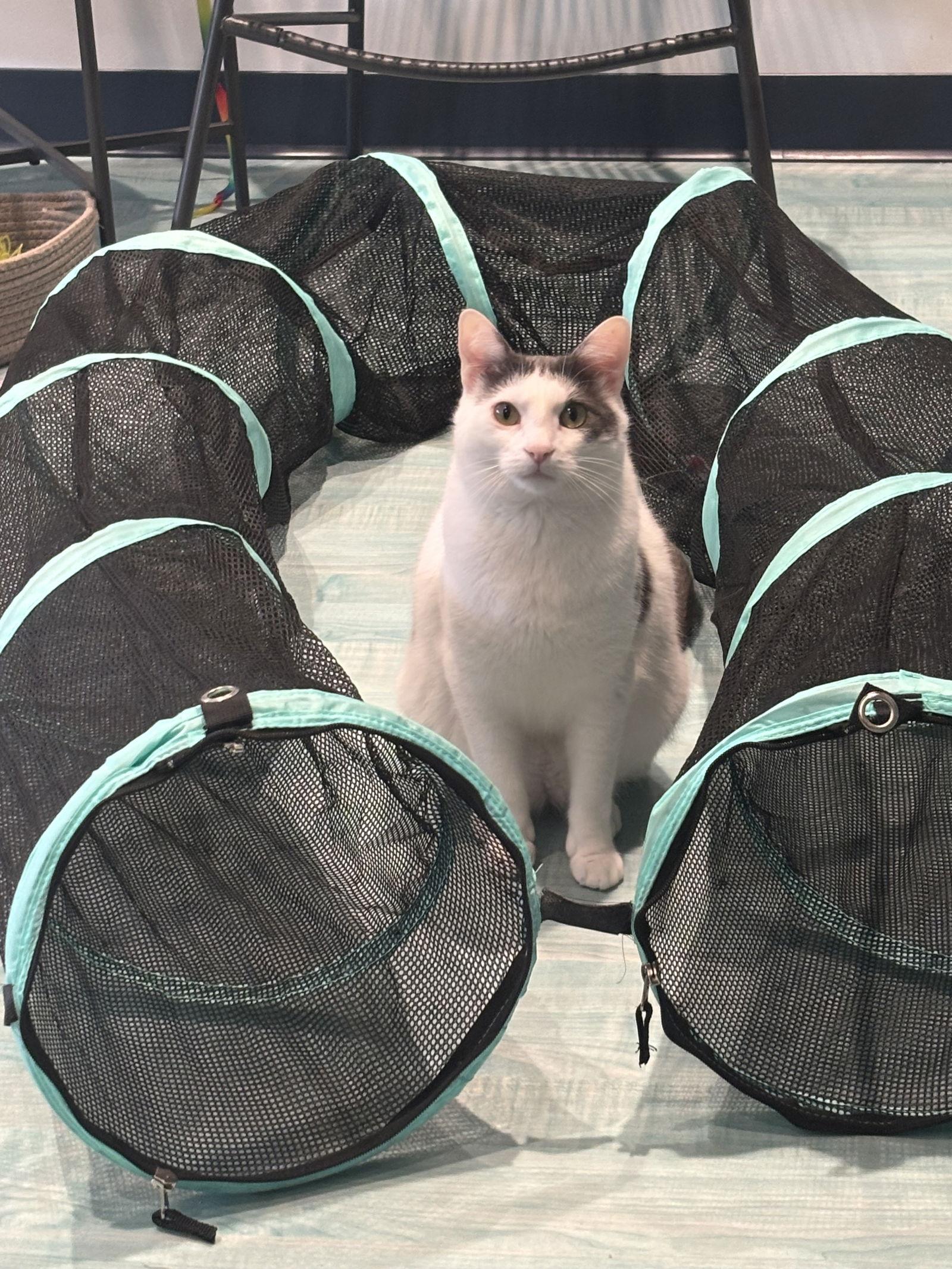 Vince, a Adoptable Domestic Short Hair in Oakboro , NC image 1/3