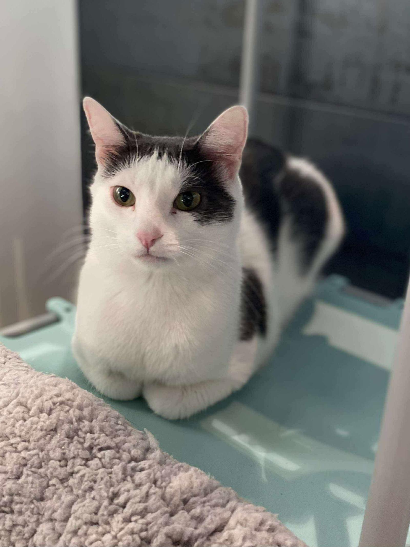 Vince, a Adoptable Domestic Short Hair in Oakboro , NC image 2/3