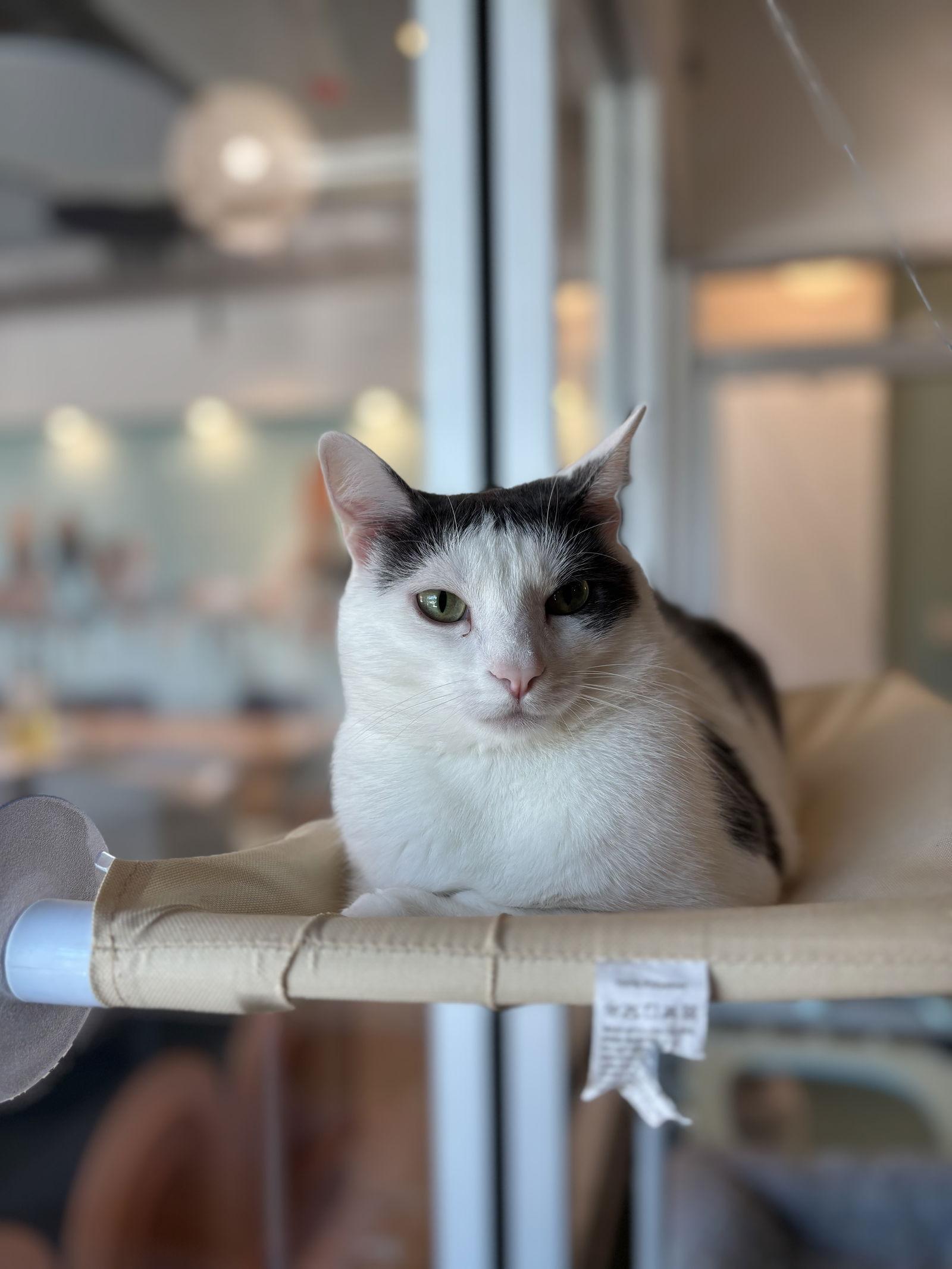 Vince, a Adoptable Domestic Short Hair in Oakboro , NC image 3/3