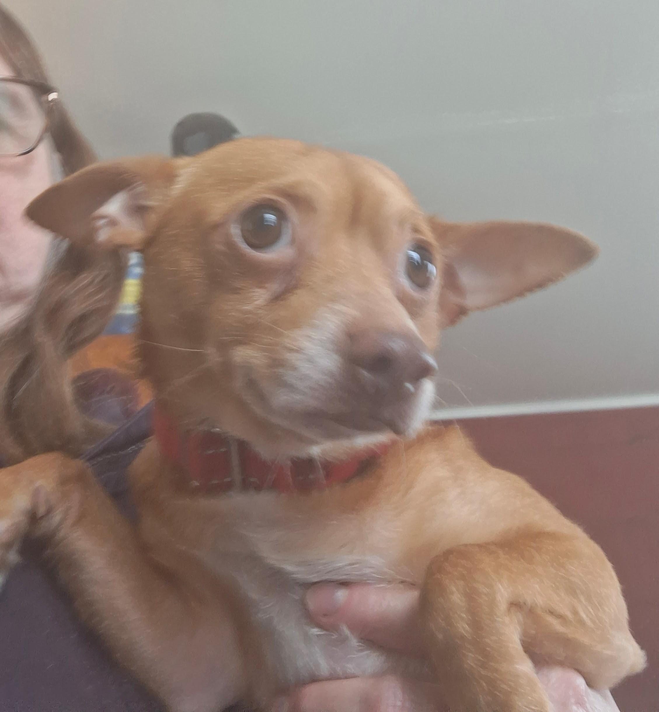 GABE, an adopted mixed breed in Broadalbin, NY image 2/4