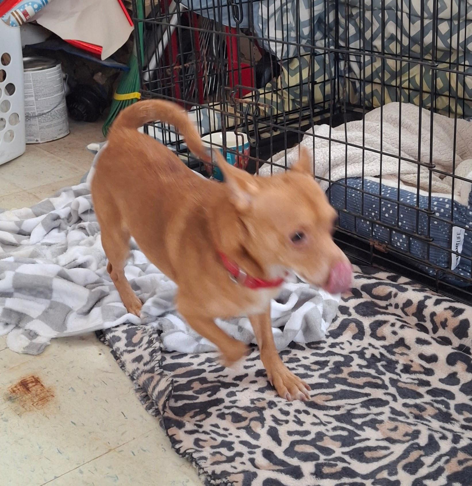 GABE, an adopted mixed breed in Broadalbin, NY image 4/4