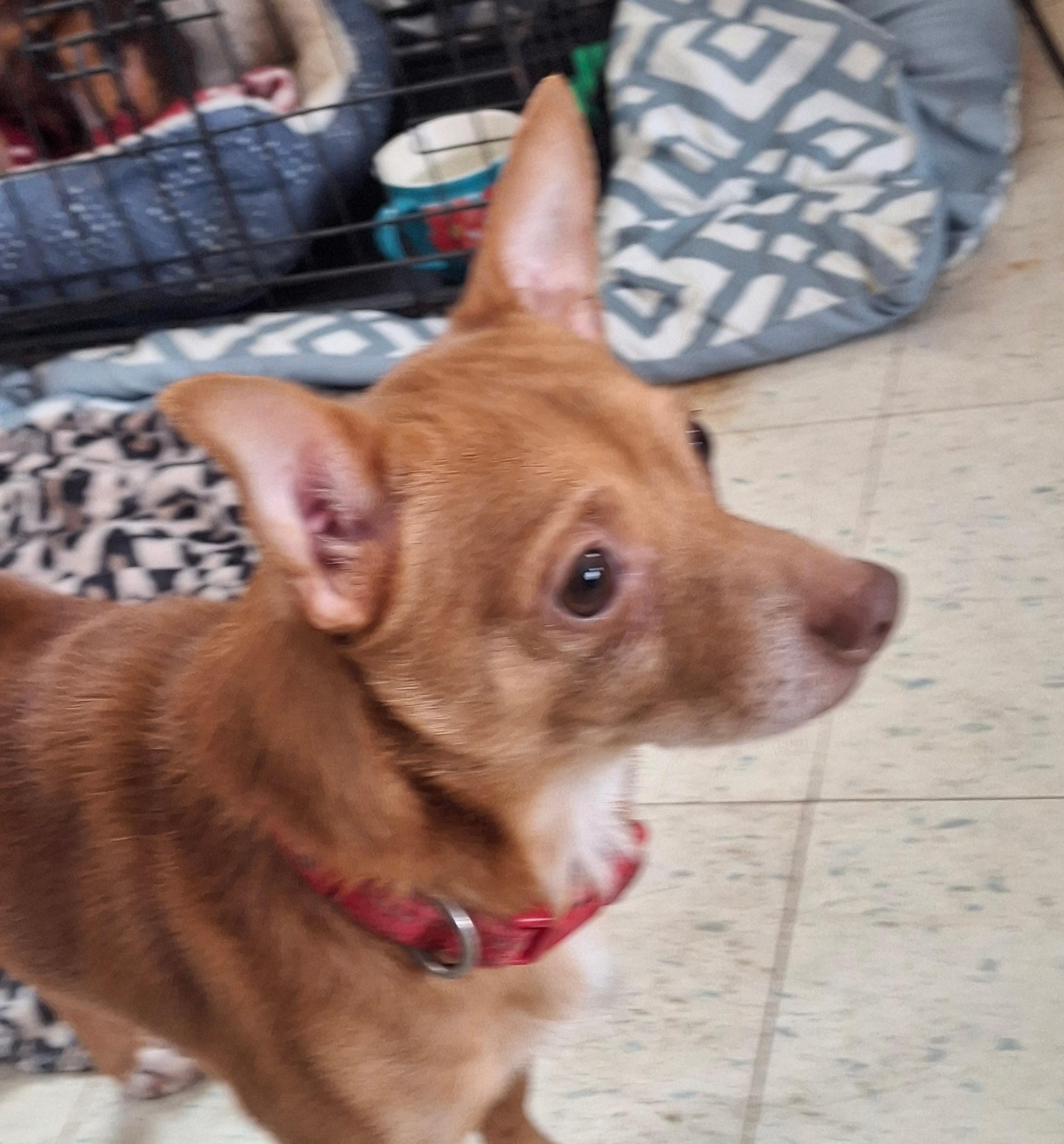 GABE, an adopted mixed breed in Broadalbin, NY image 1/4