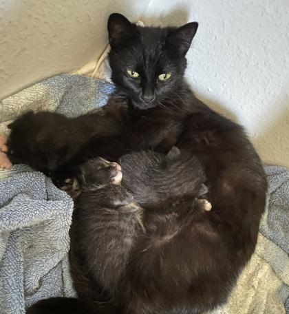 Enlarge Flow, a Adoptable Domestic Short Hair in Encinitas, CA image 1/3