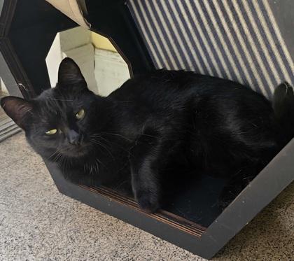 Flow, Adoptable, Young Female Domestic Short Hair & Domestic Short Hair.