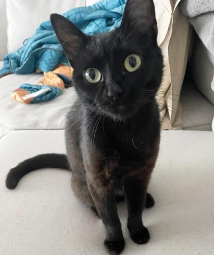 Enlarge Flow, a Adoptable Domestic Short Hair in Encinitas, CA image 3/3