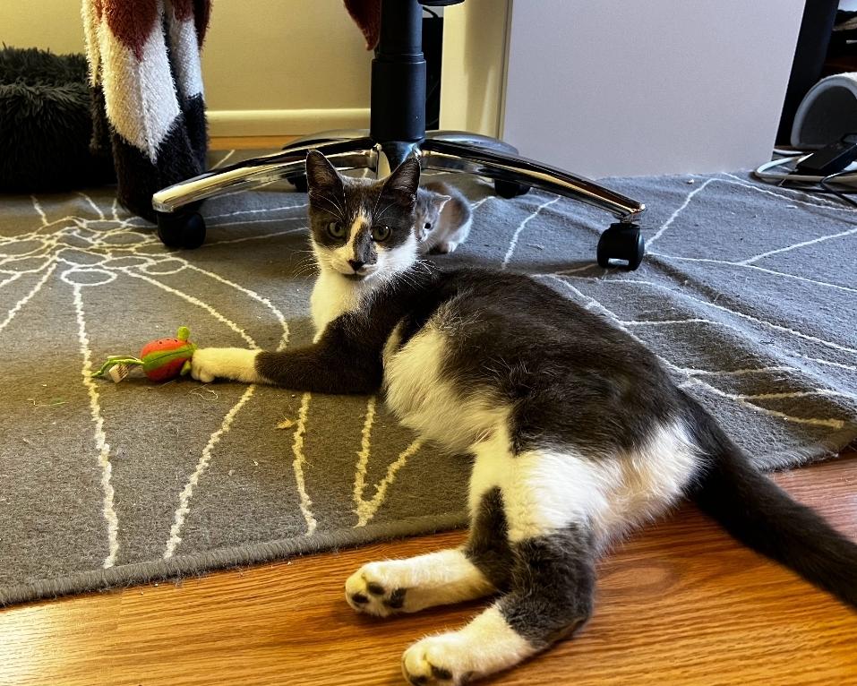 Simone, Adult Female Domestic Short Hair