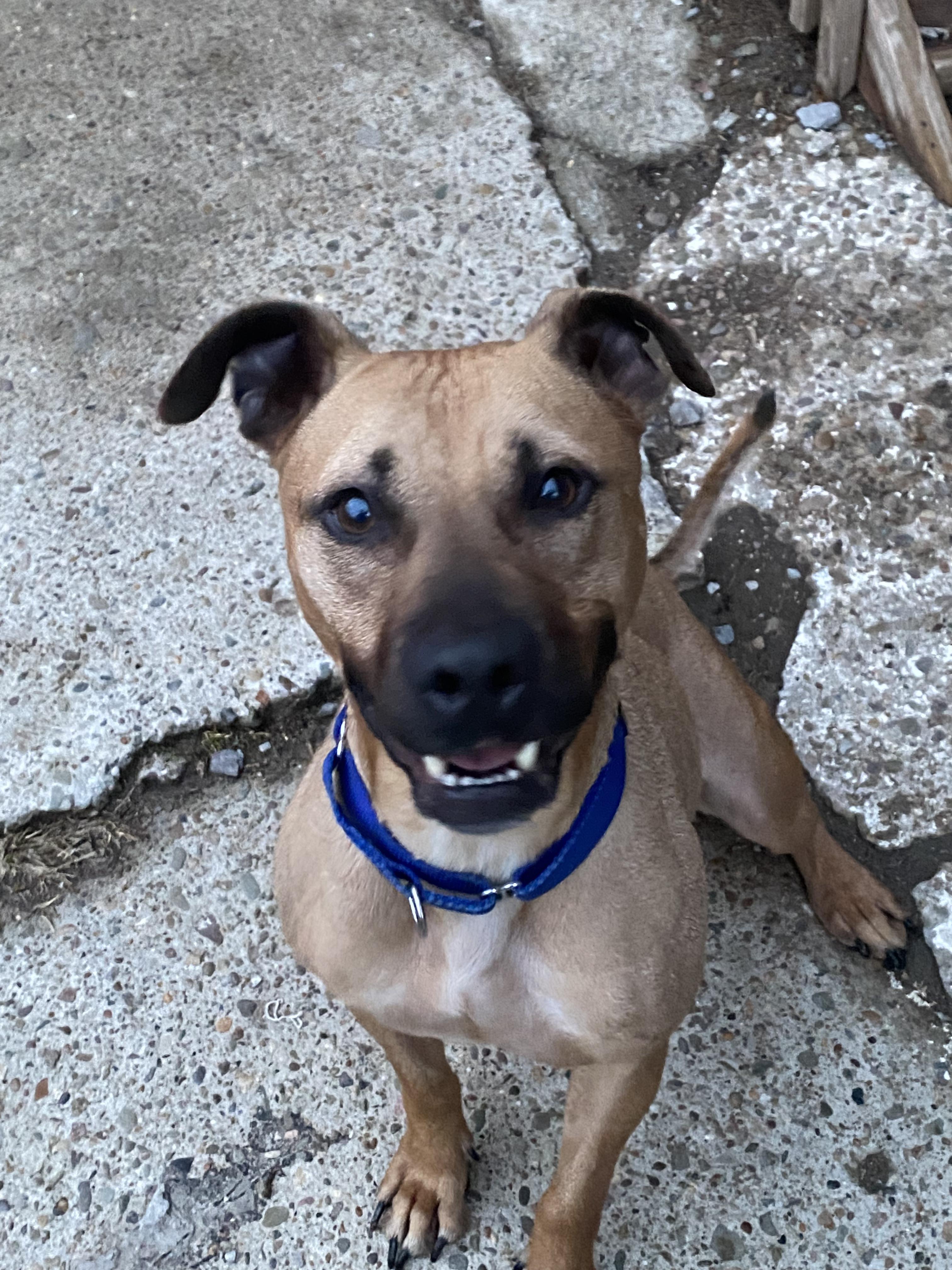 Layla.    tinycauseadopt@gmail.com