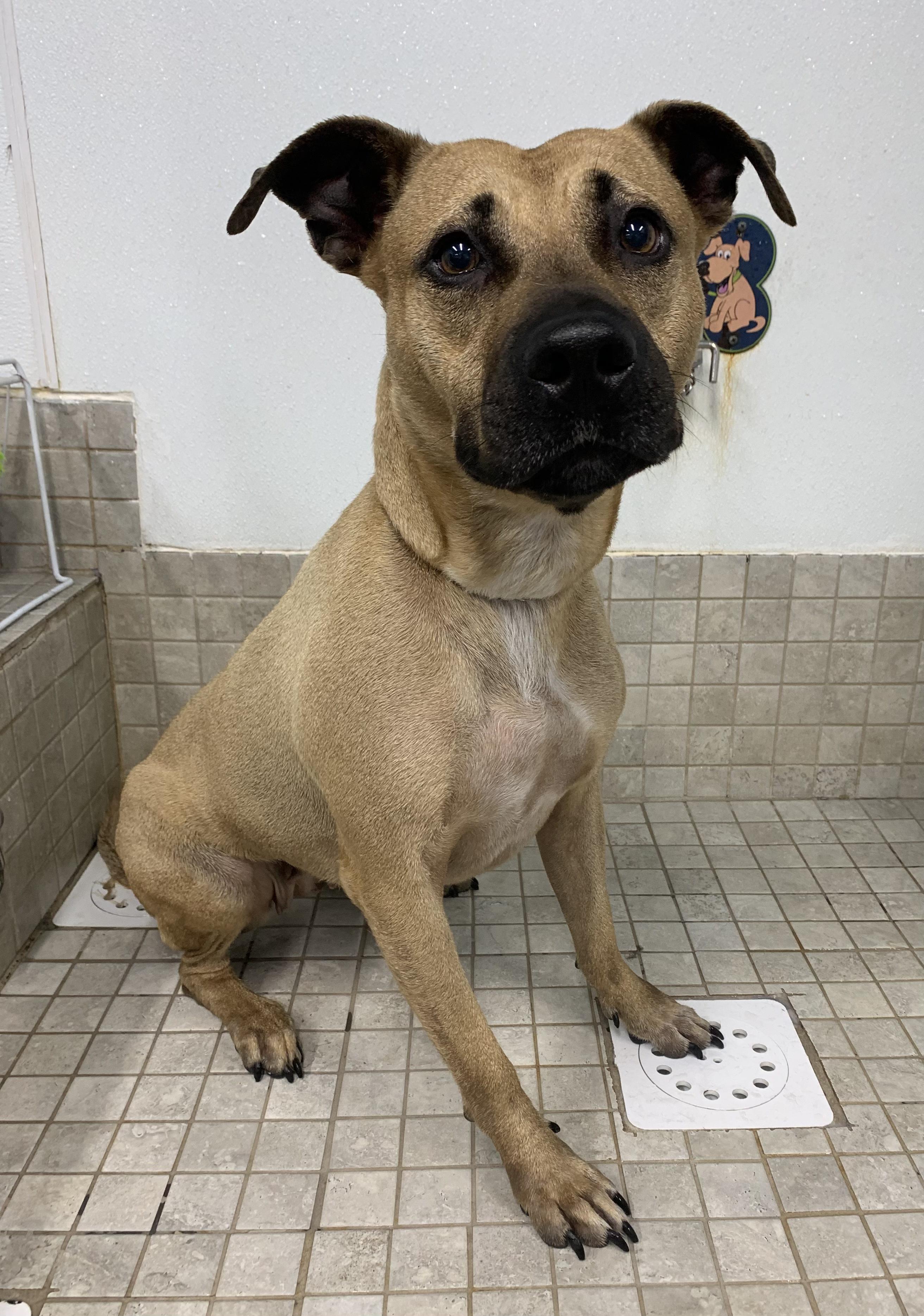 Layla.    tinycauseadopt@gmail.com
