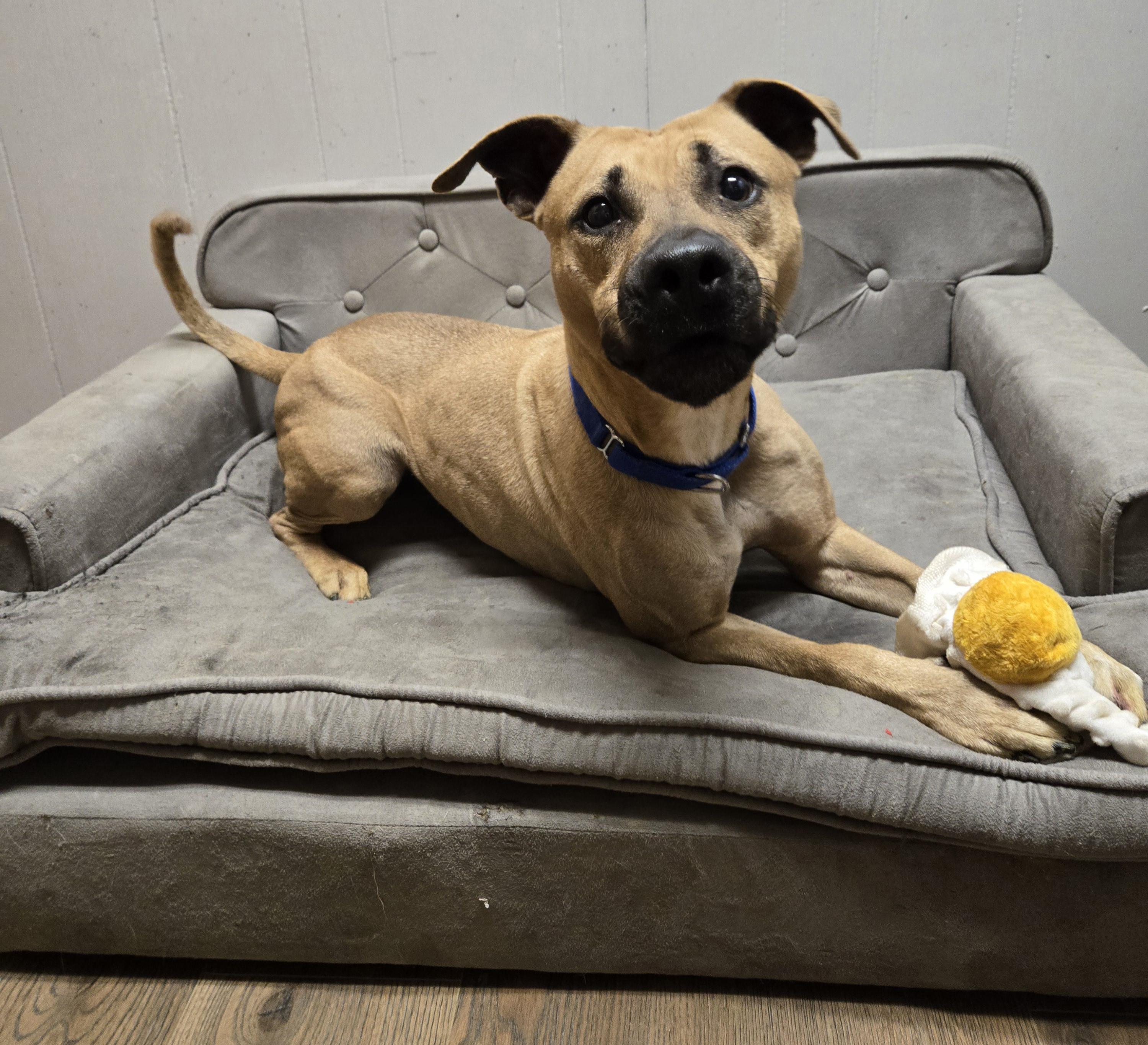 Layla.    tinycauseadopt@gmail.com