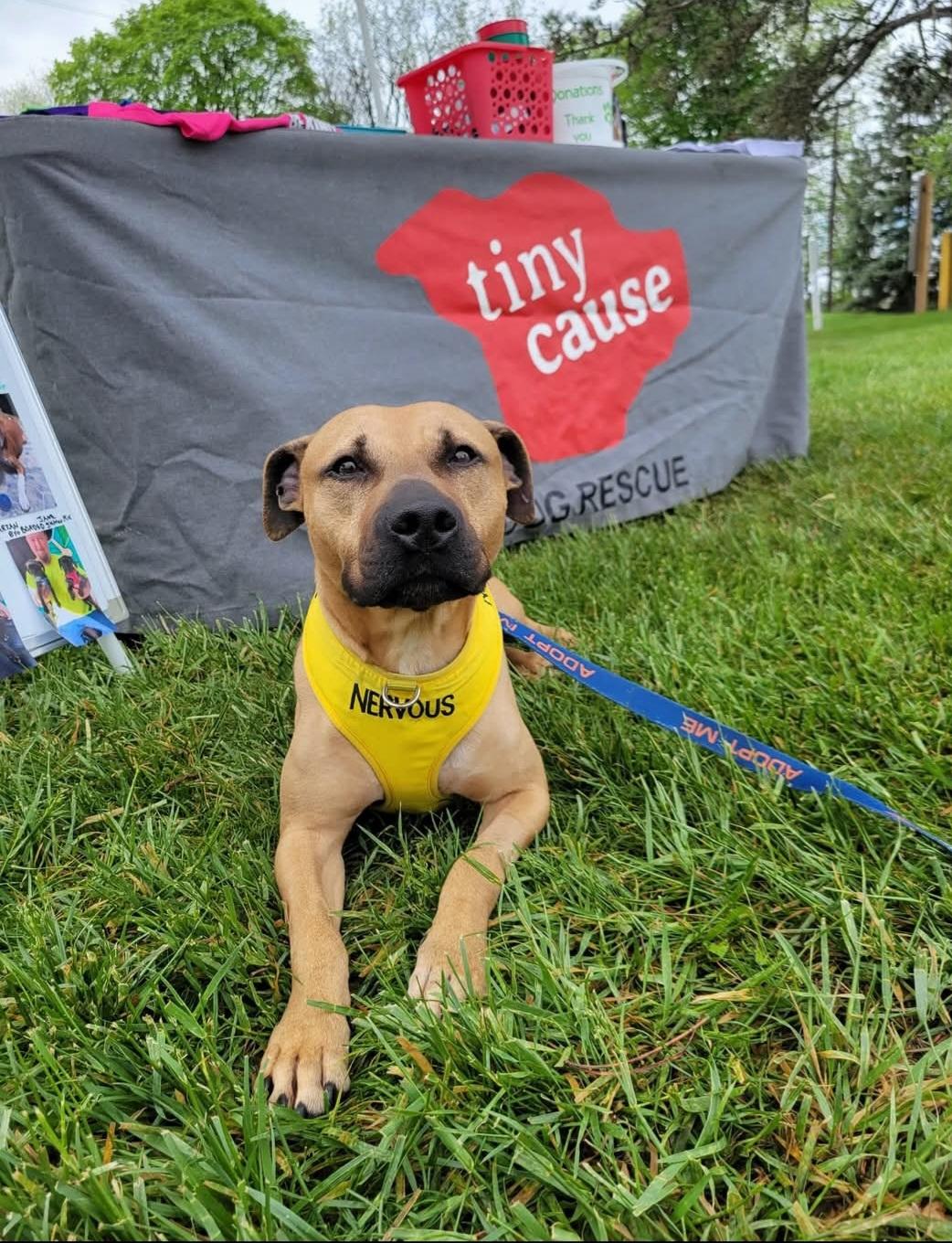 Layla.    tinycauseadopt@gmail.com