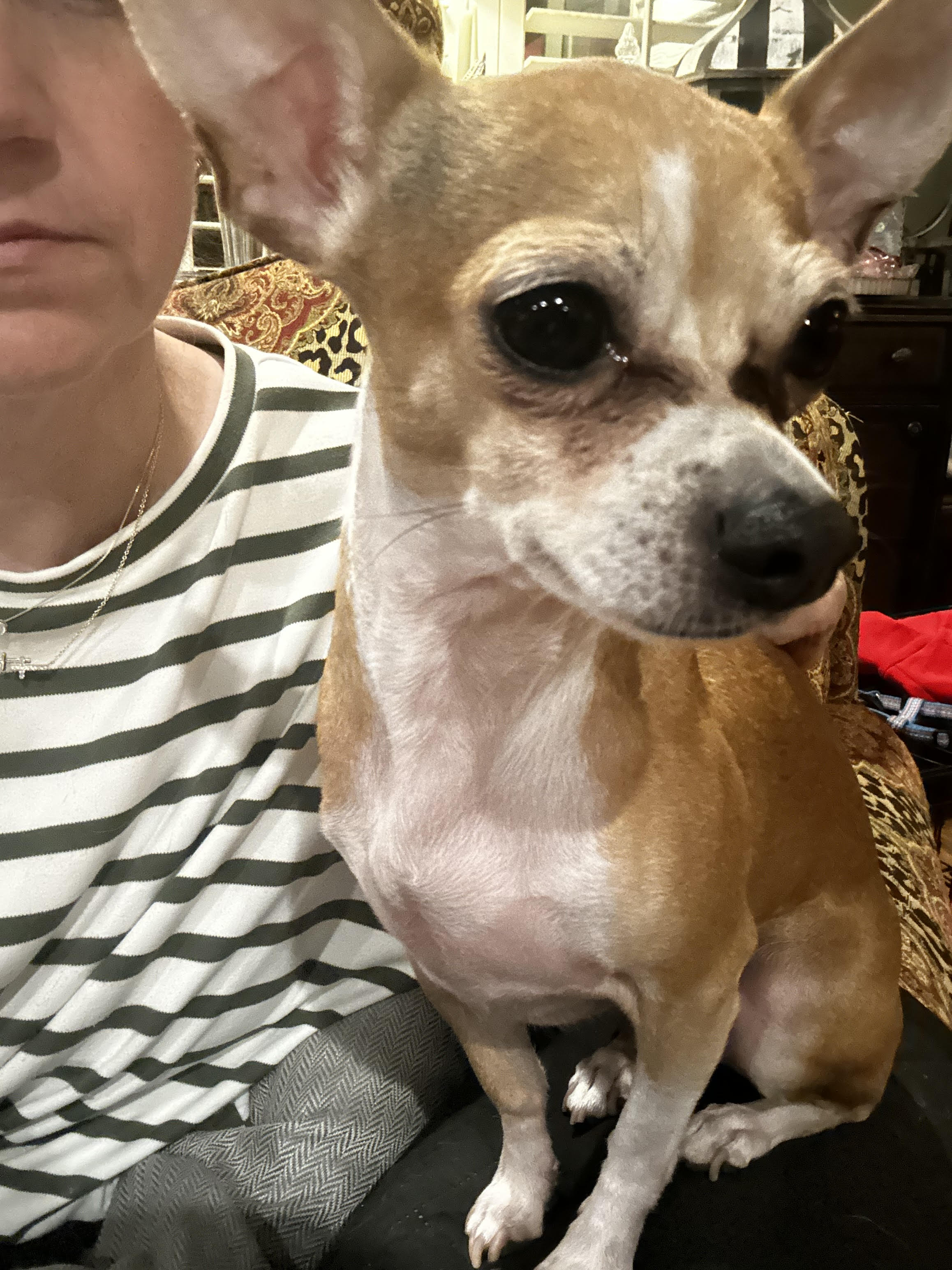 Dog for adoption Carmelita, a Chihuahua Mix in Cheyenne, WY Petfinder