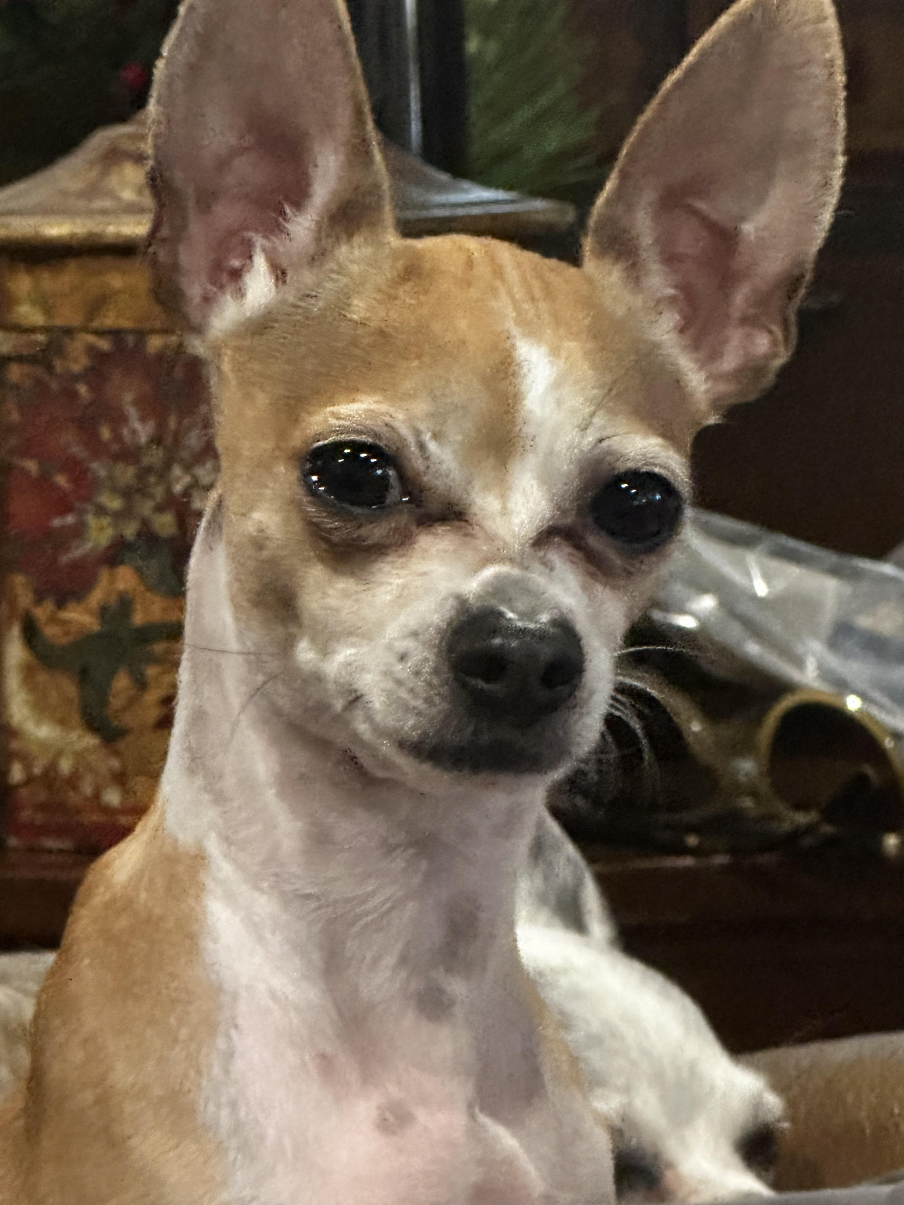 Dog for adoption Carmelita, a Chihuahua Mix in Cheyenne, WY Petfinder