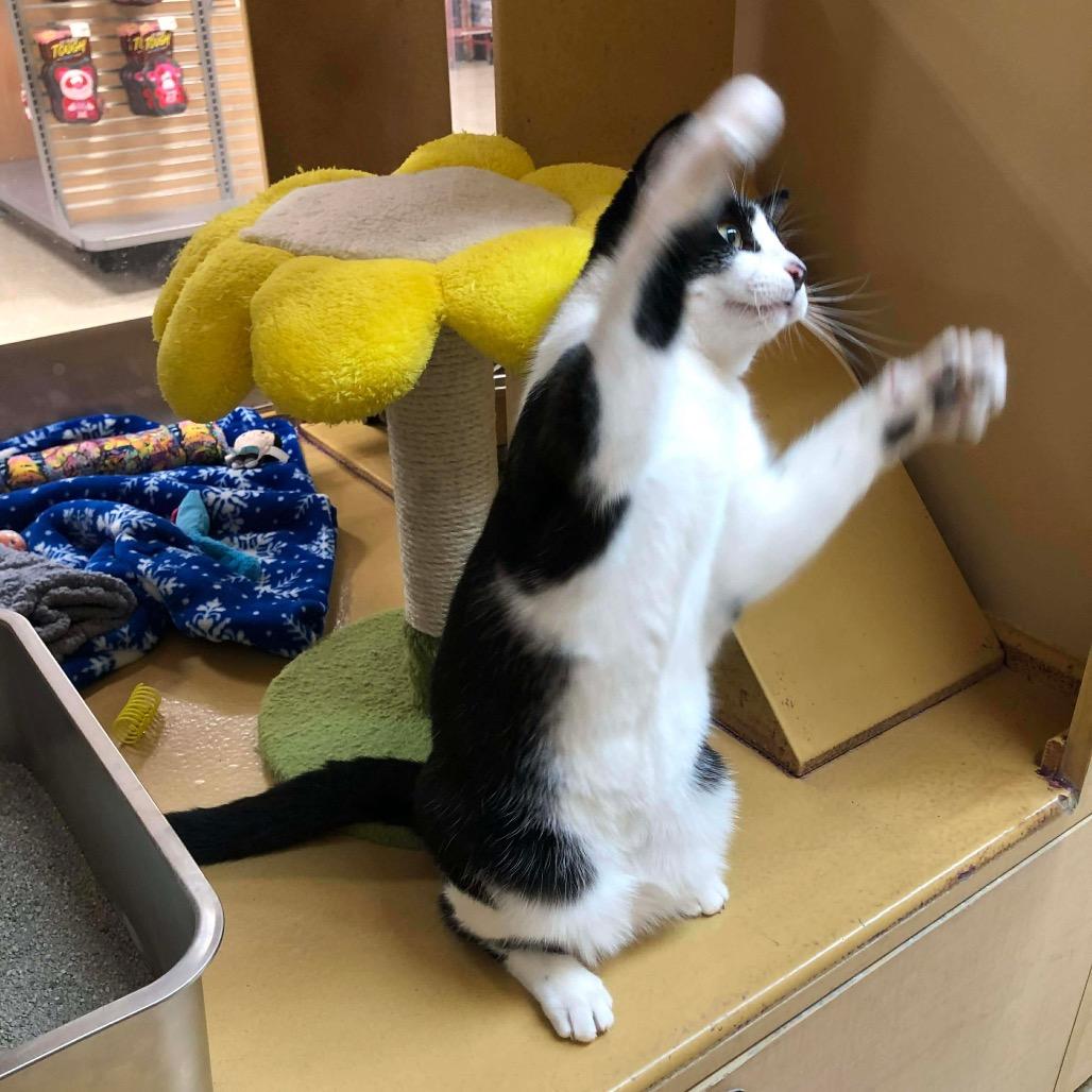 Enlarge North, a Adoptable Domestic Short Hair in Monroe, MI image 3/6