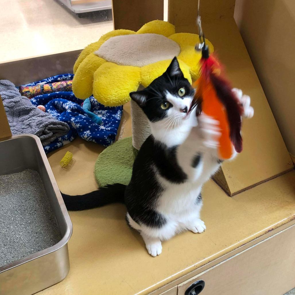 Enlarge North, a Adoptable Domestic Short Hair in Monroe, MI image 4/6