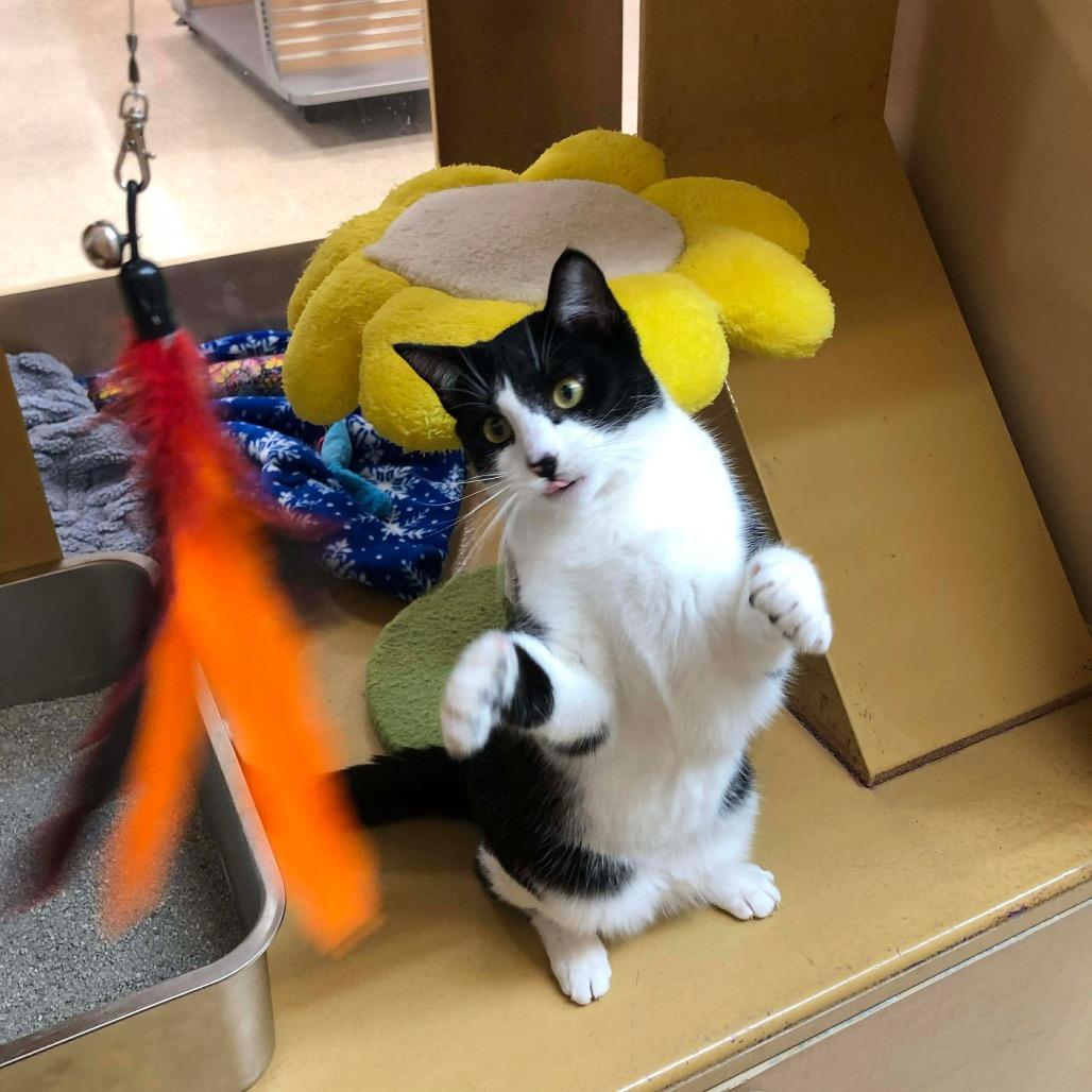 Enlarge North, a Adoptable Domestic Short Hair in Monroe, MI image 5/6