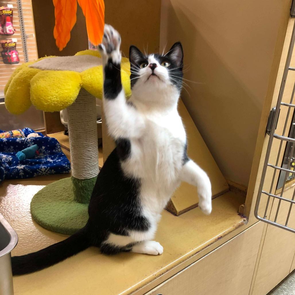 Enlarge North, a Adoptable Domestic Short Hair in Monroe, MI image 6/6