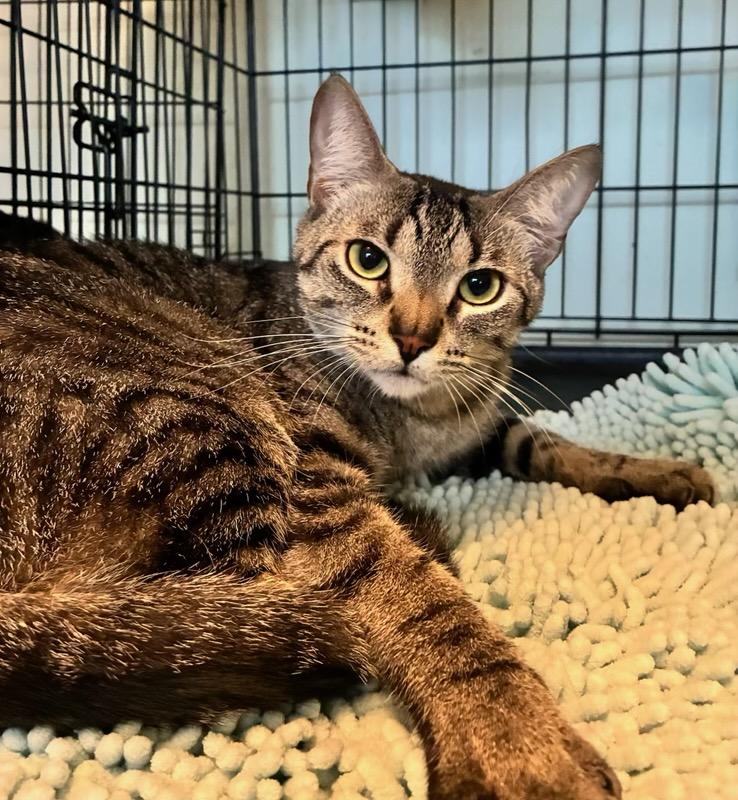 Zeke, a Adoptable Tabby in Closter, NJ image 2/3