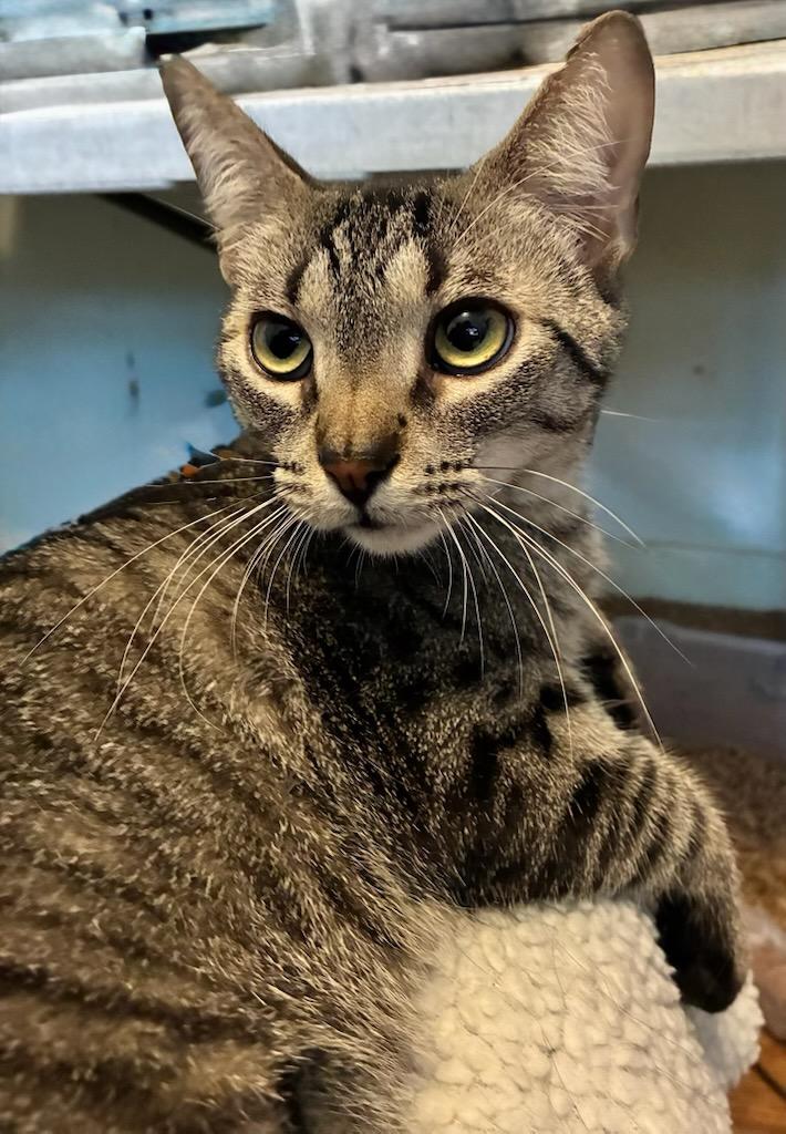 Zeke, a Adoptable Tabby in Closter, NJ image 3/3