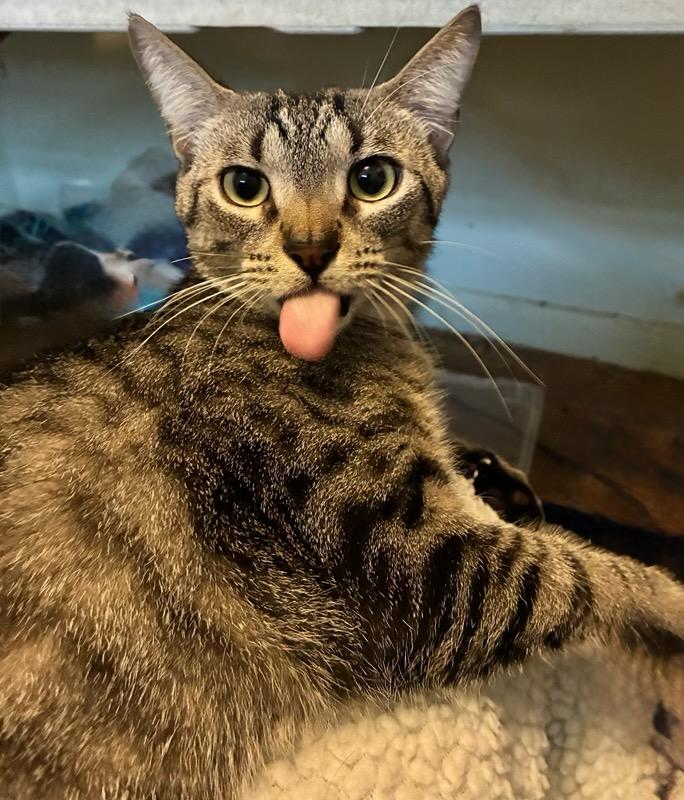 Zeke, Adoptable, Young Male Tabby.