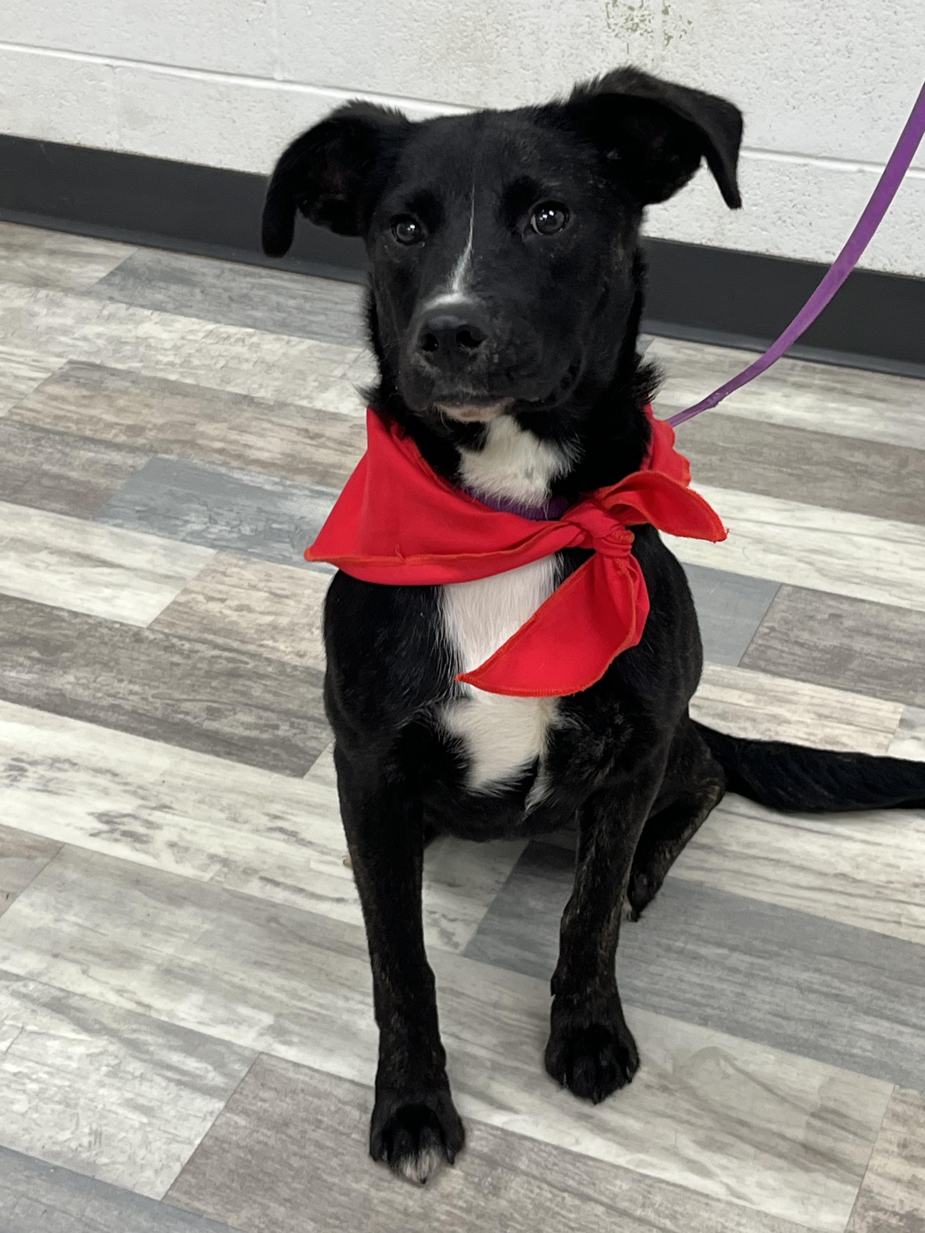 Enlarge Roxanne , an adopted mixed breed in Happy Valley , OR image 2/5