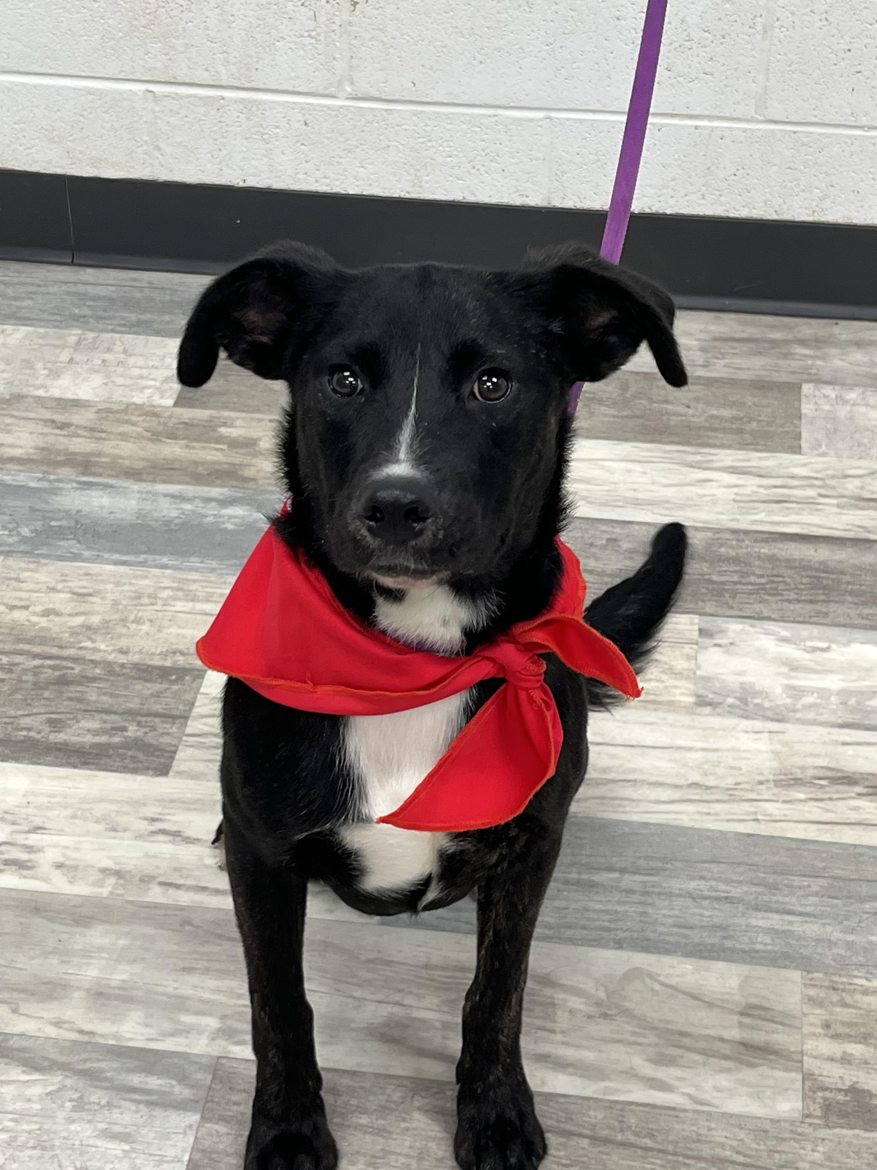 Enlarge Roxanne , an adopted mixed breed in Happy Valley , OR image 3/5