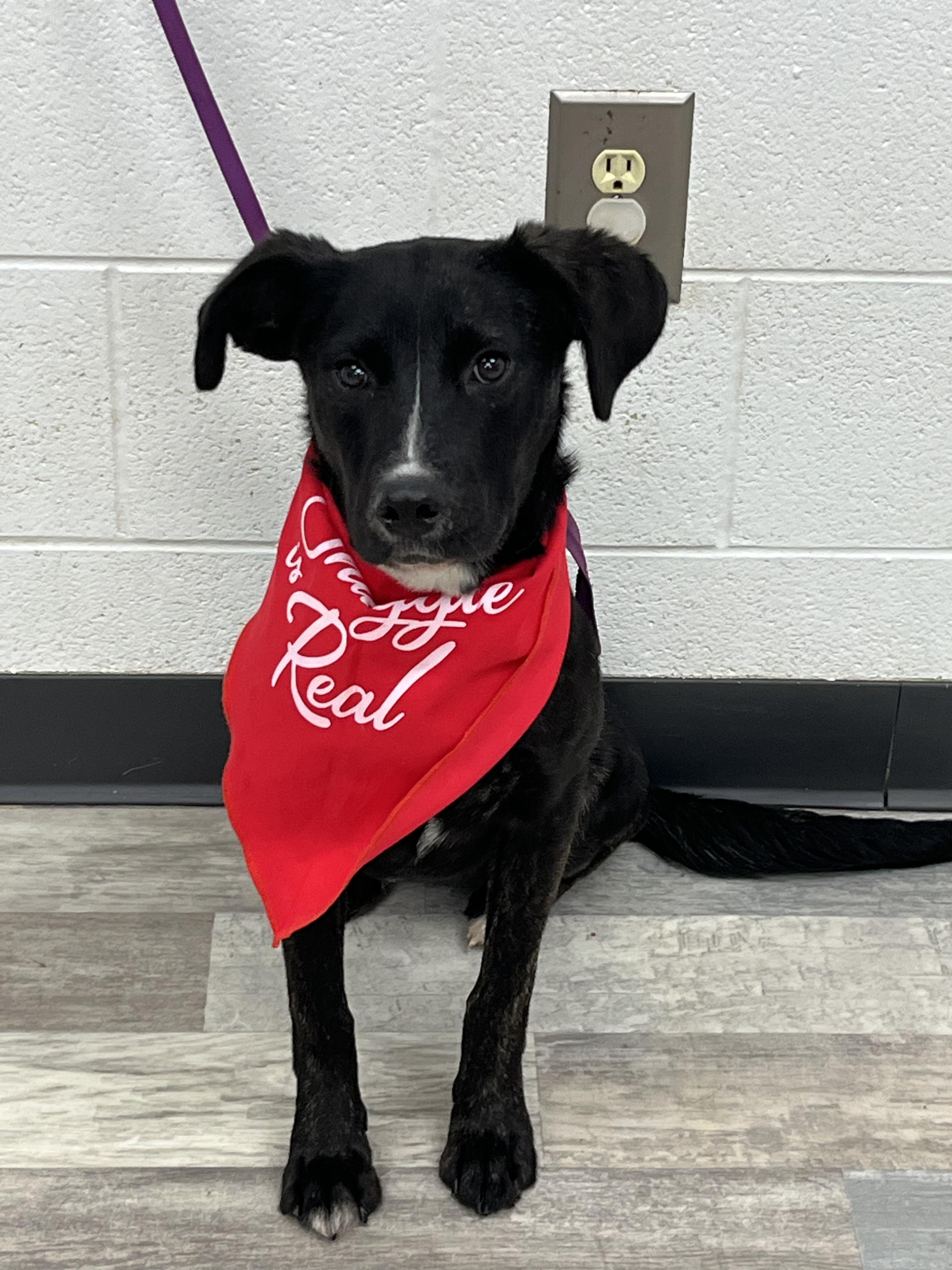 Roxanne , adopted, Puppy Female Black Labrador Retriever & Labrador Retriever.