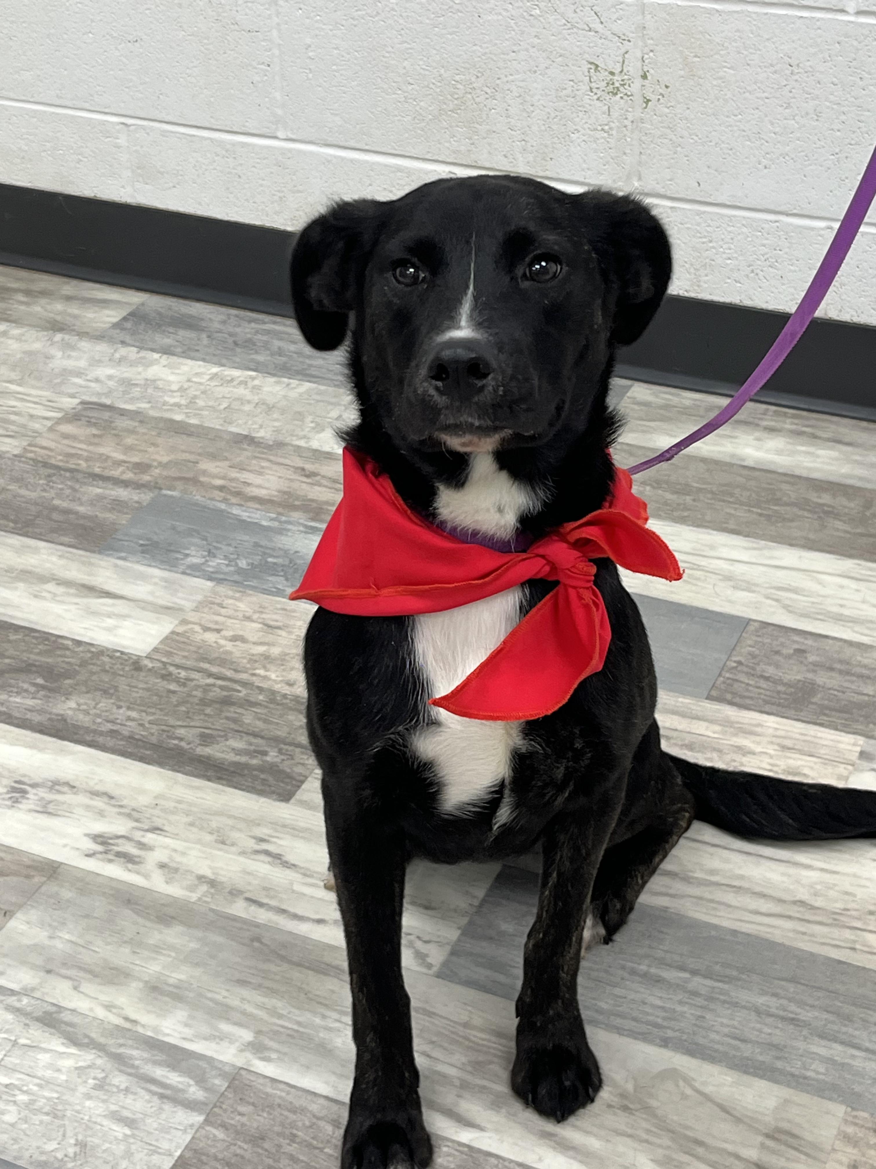 Enlarge Roxanne , an adopted mixed breed in Happy Valley , OR image 5/5