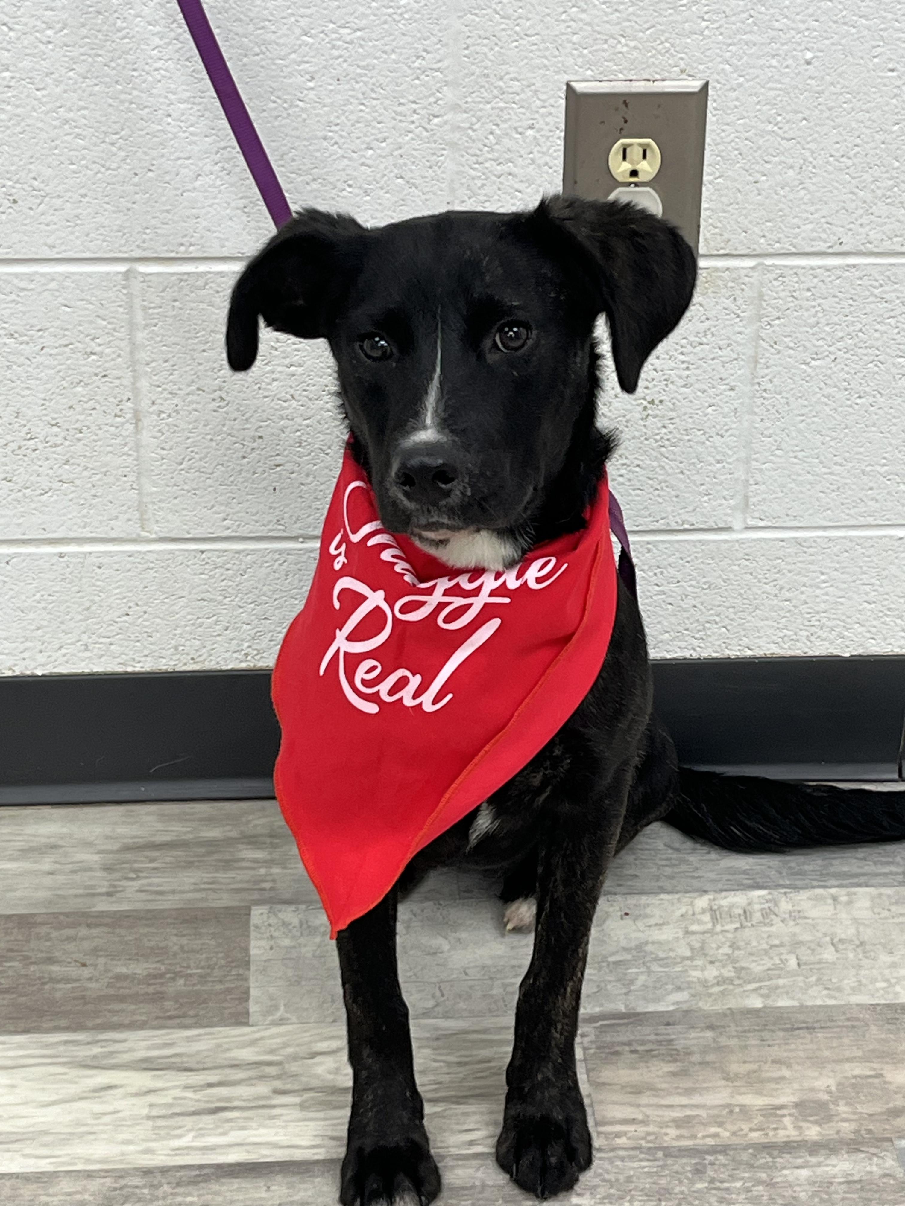 Enlarge Roxanne , an adopted mixed breed in Happy Valley , OR image 4/5