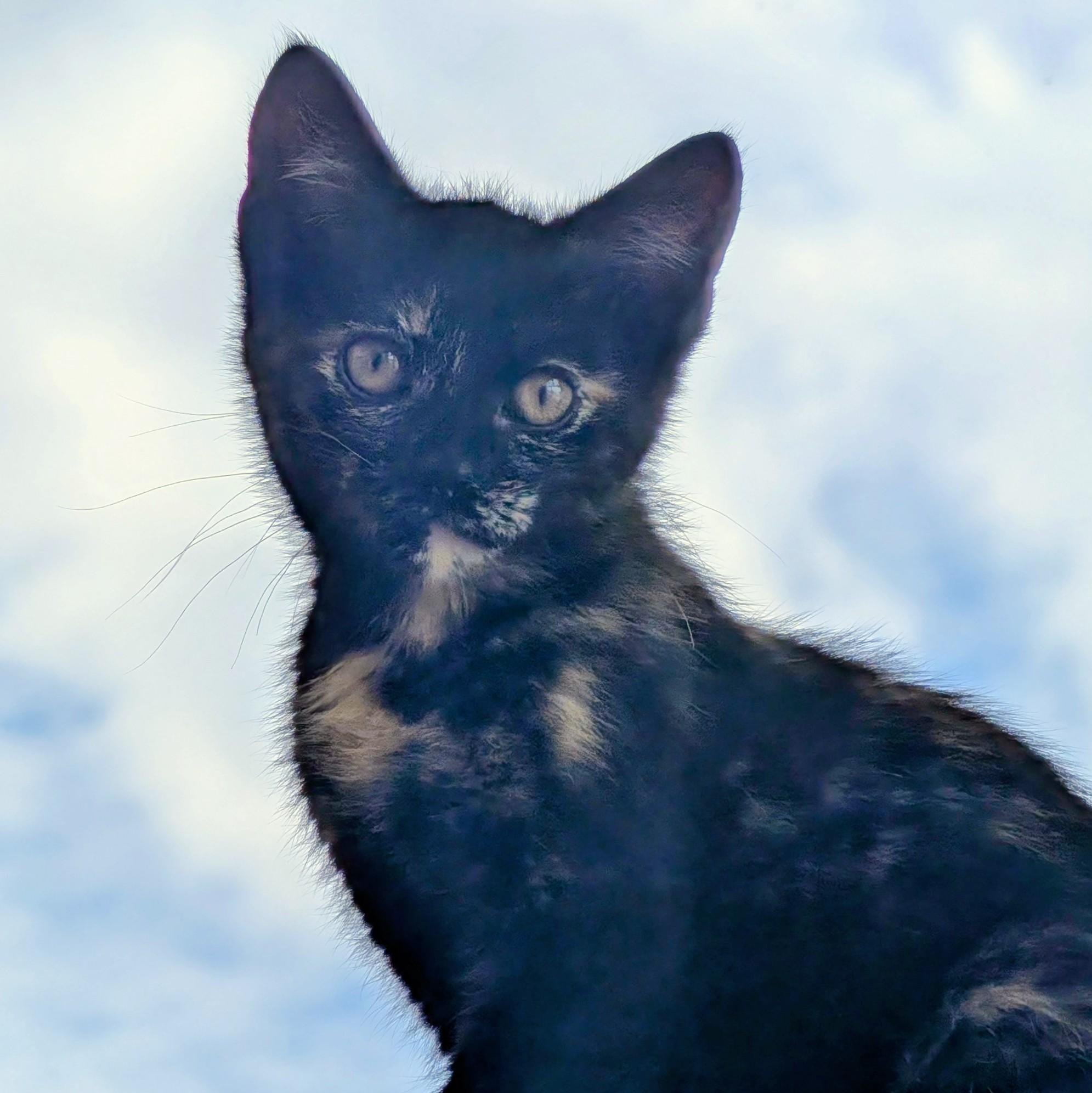 Enlarge Parmesan, an adopted Domestic Short Hair in Madison, WI image 3/3