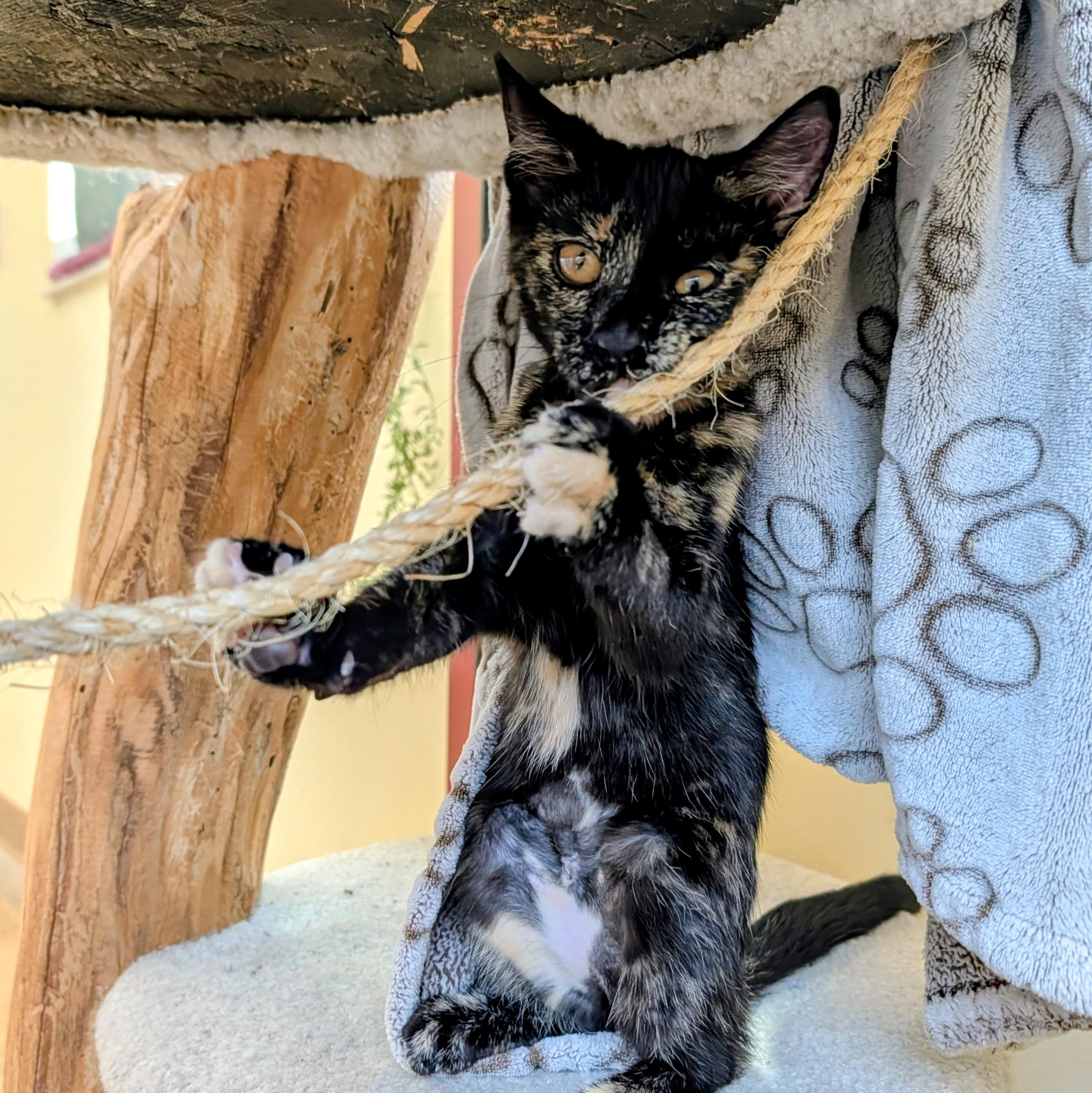 Parmesan, adopted, Kitten Female Domestic Short Hair.