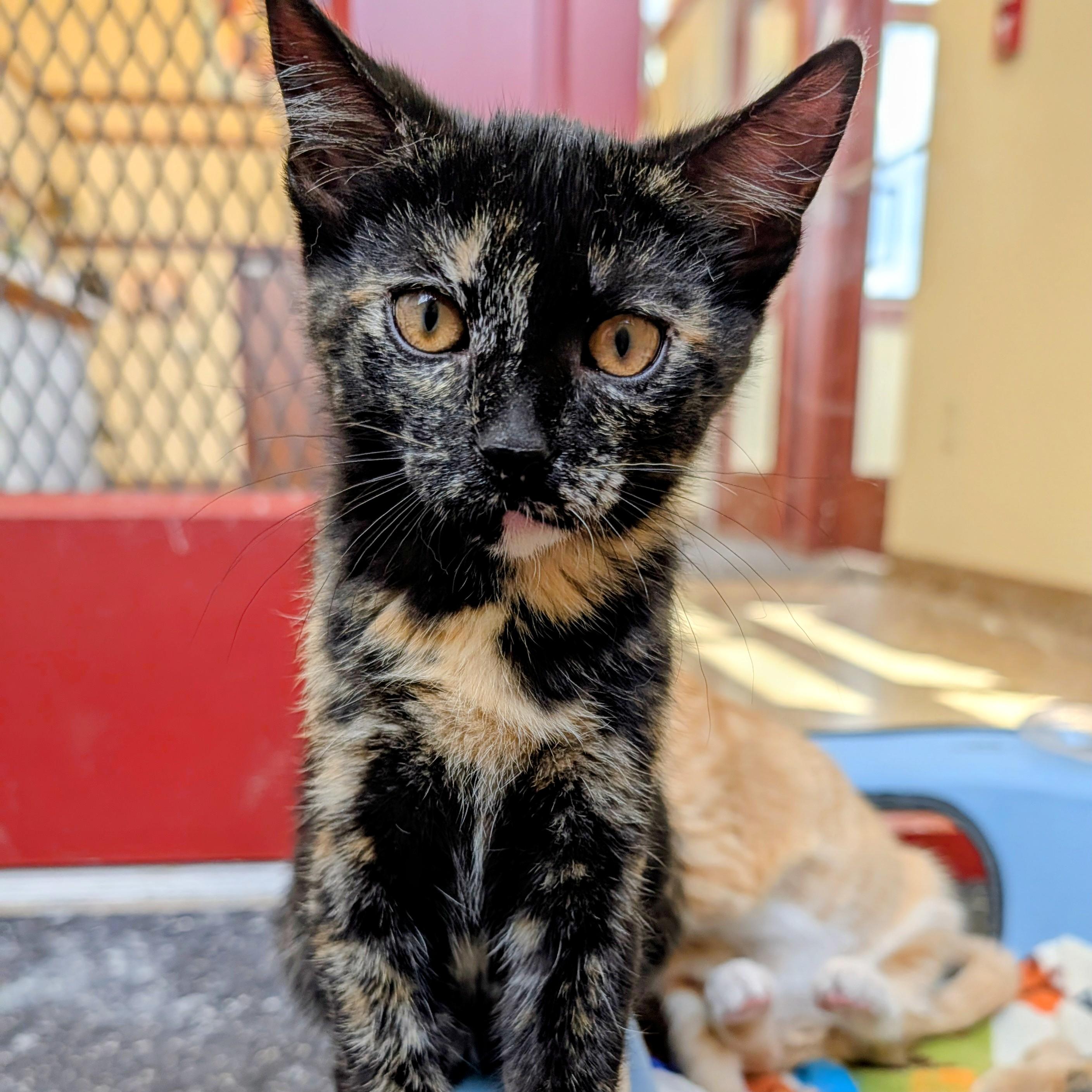 Enlarge Parmesan, an adopted Domestic Short Hair in Madison, WI image 2/3