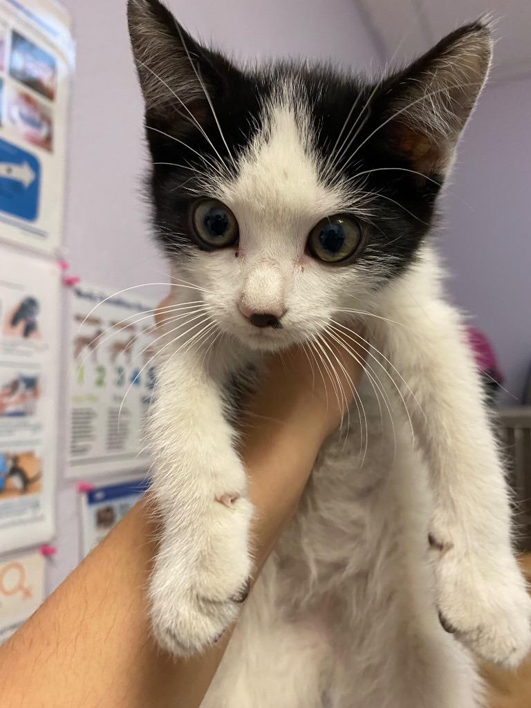 Frankie, Adoptable, Kitten Male Domestic Short Hair.