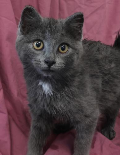Louie, Adoptable, Kitten Male Domestic Short Hair.