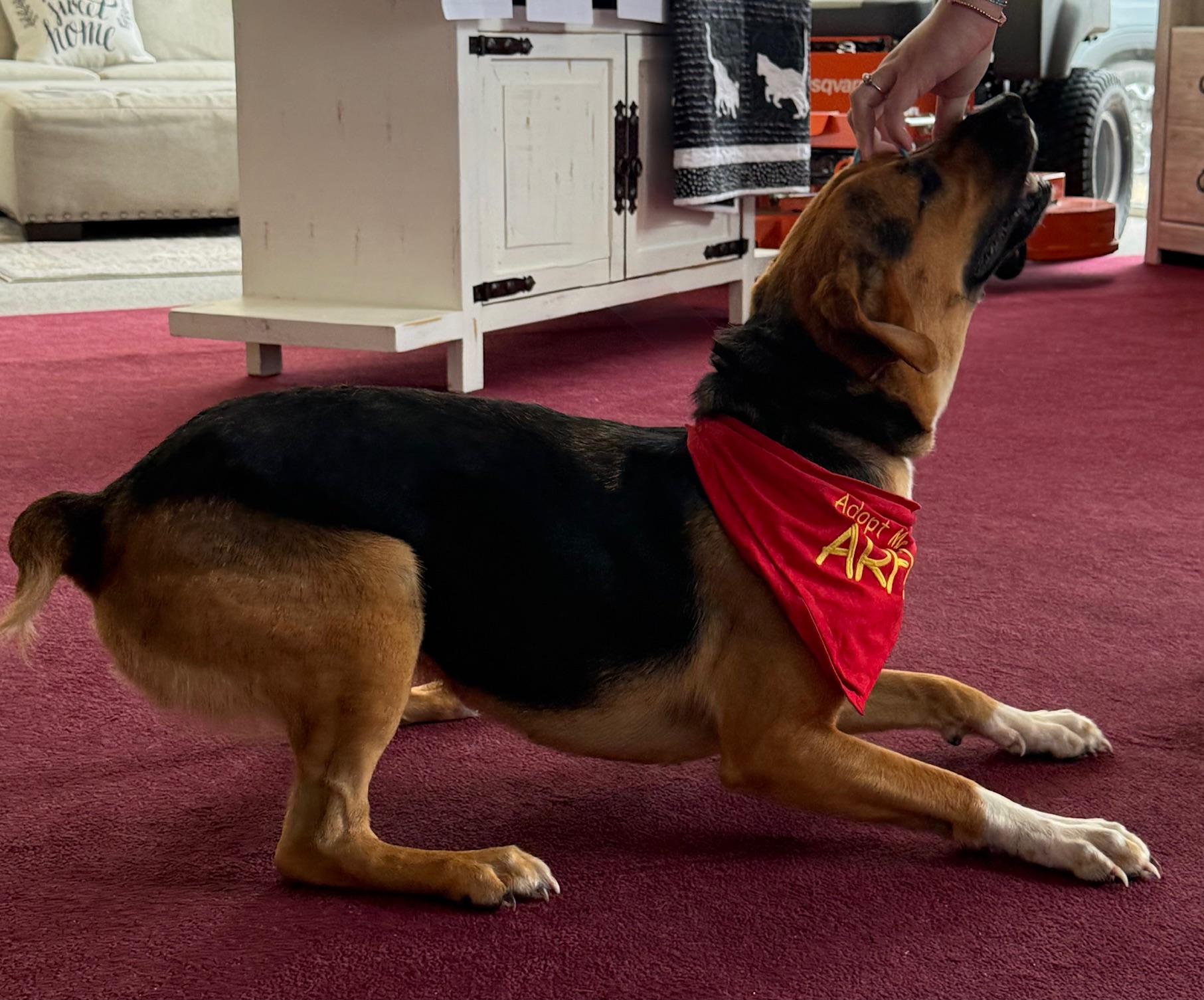 Sissie Girl, a Adopted mixed breed in Jesup, GA image 2/5